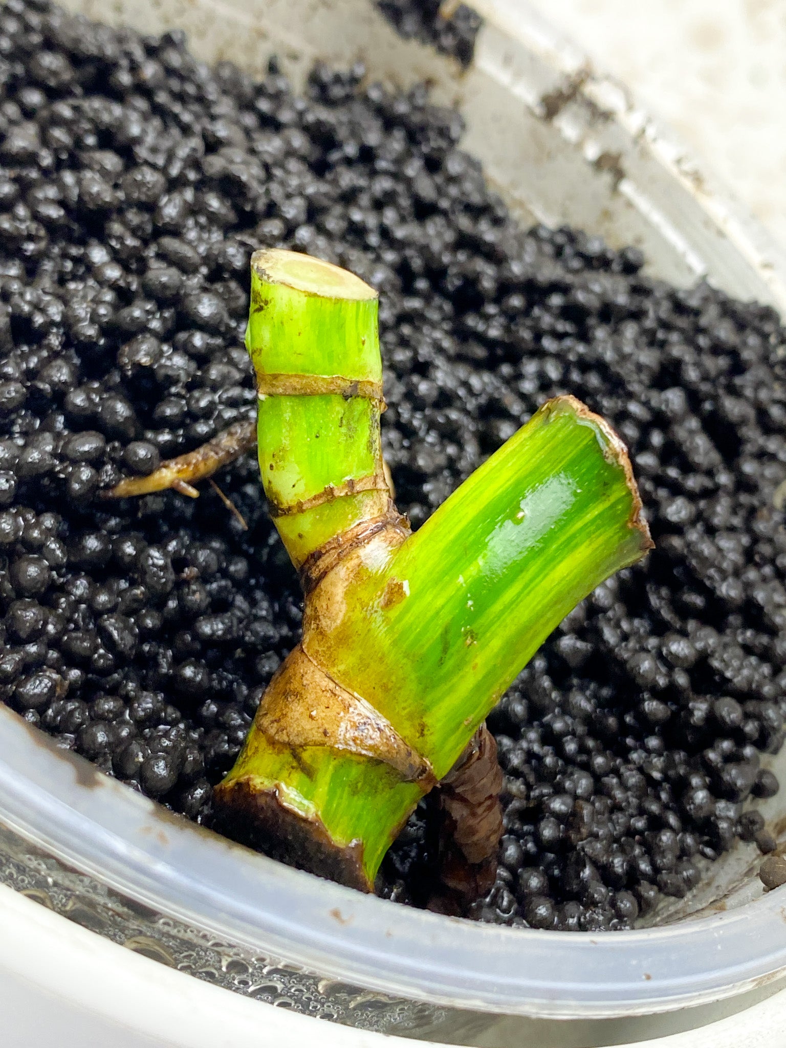 Monstera Aurea Tricolor double node and buds