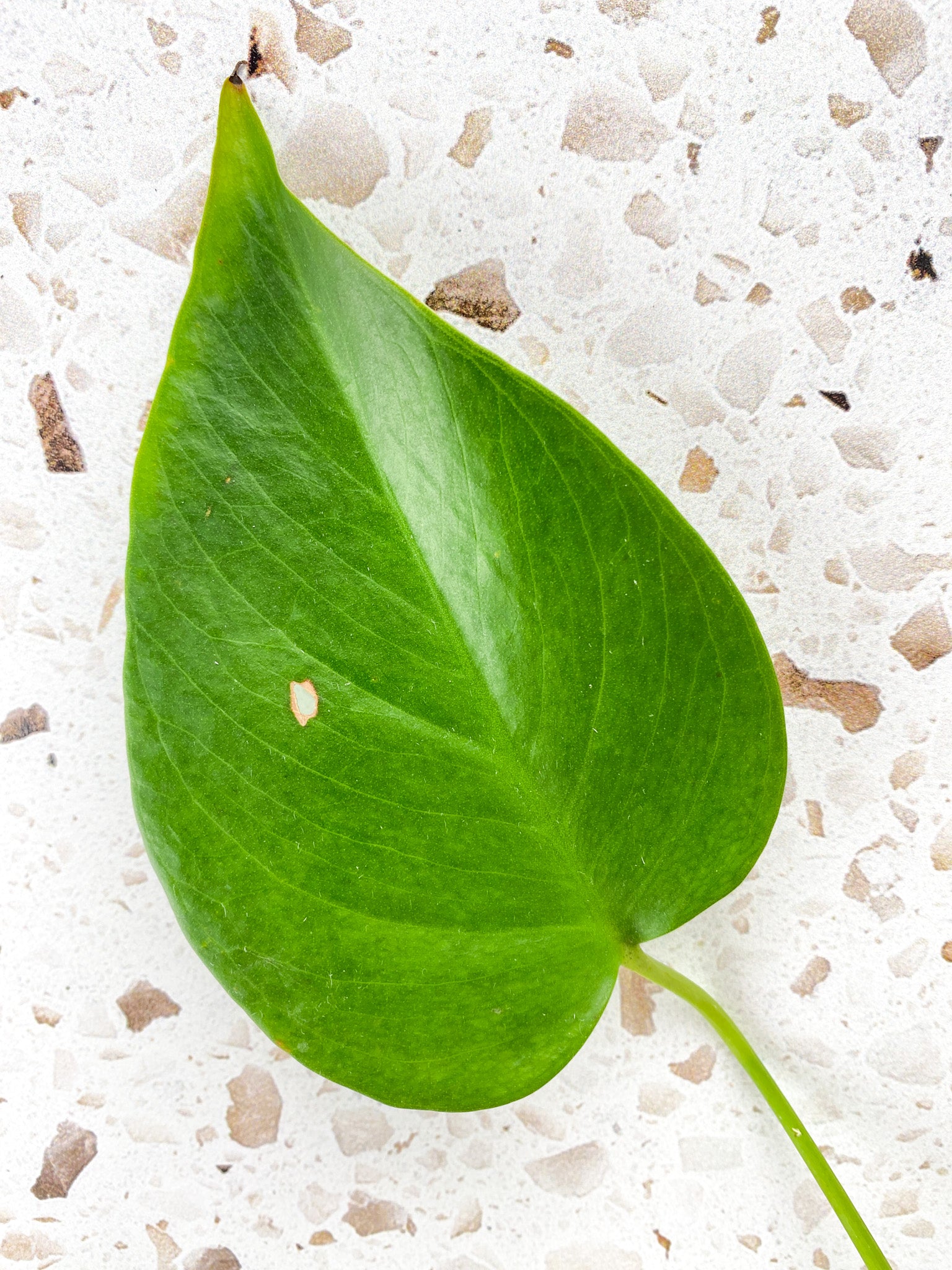 Monstera Sierrana (Mexican Form) 1 leaf