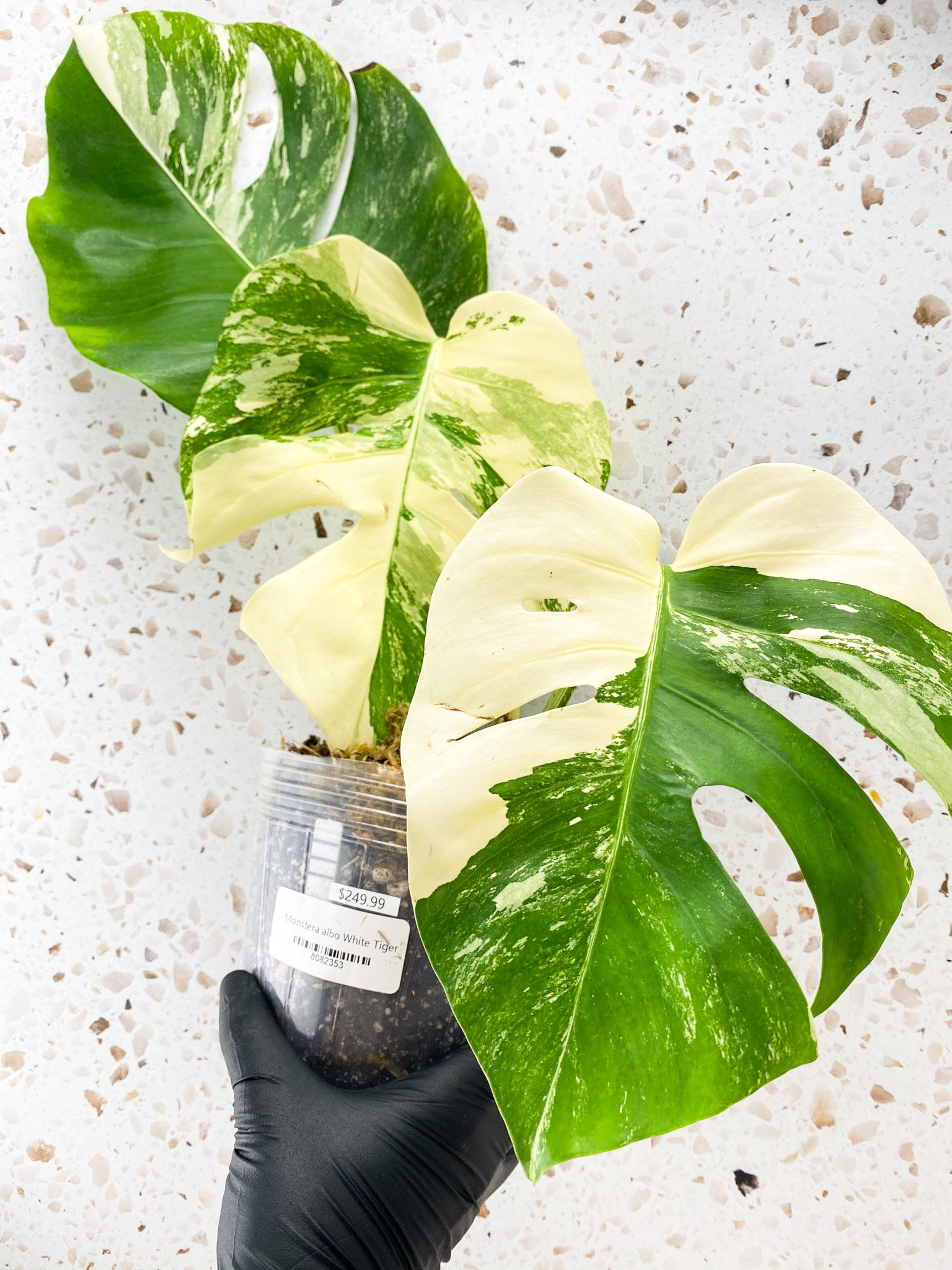 Monstera Albo White Tiger 3 leaf top cutting