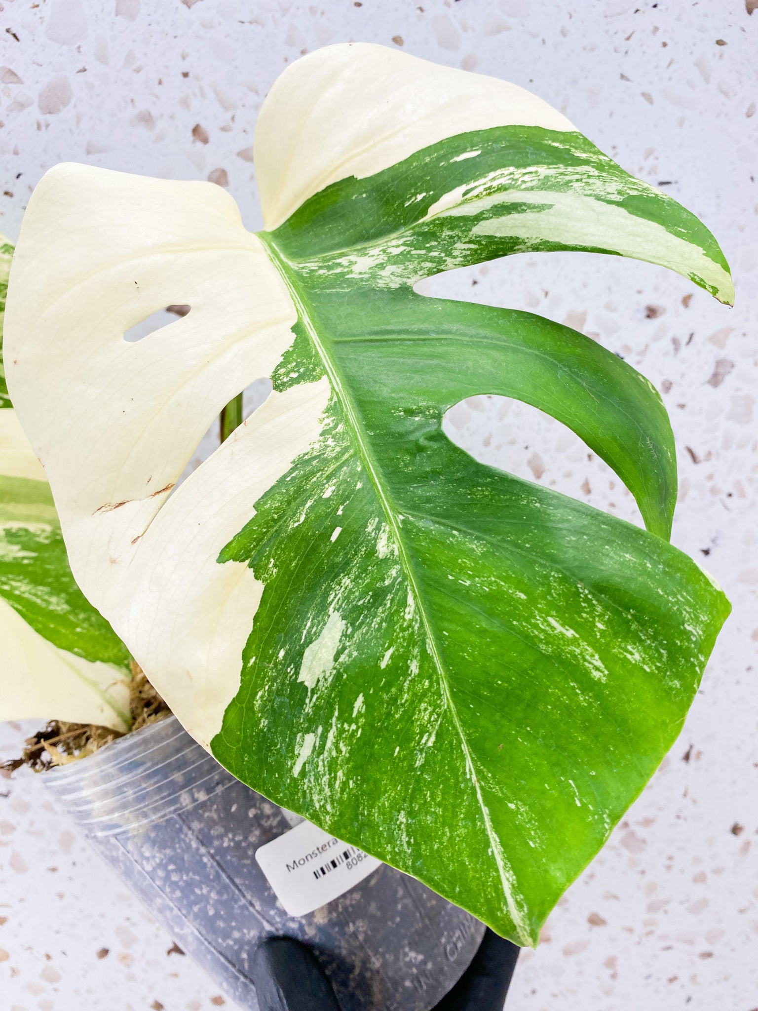 Monstera Albo White Tiger 3 leaf top cutting