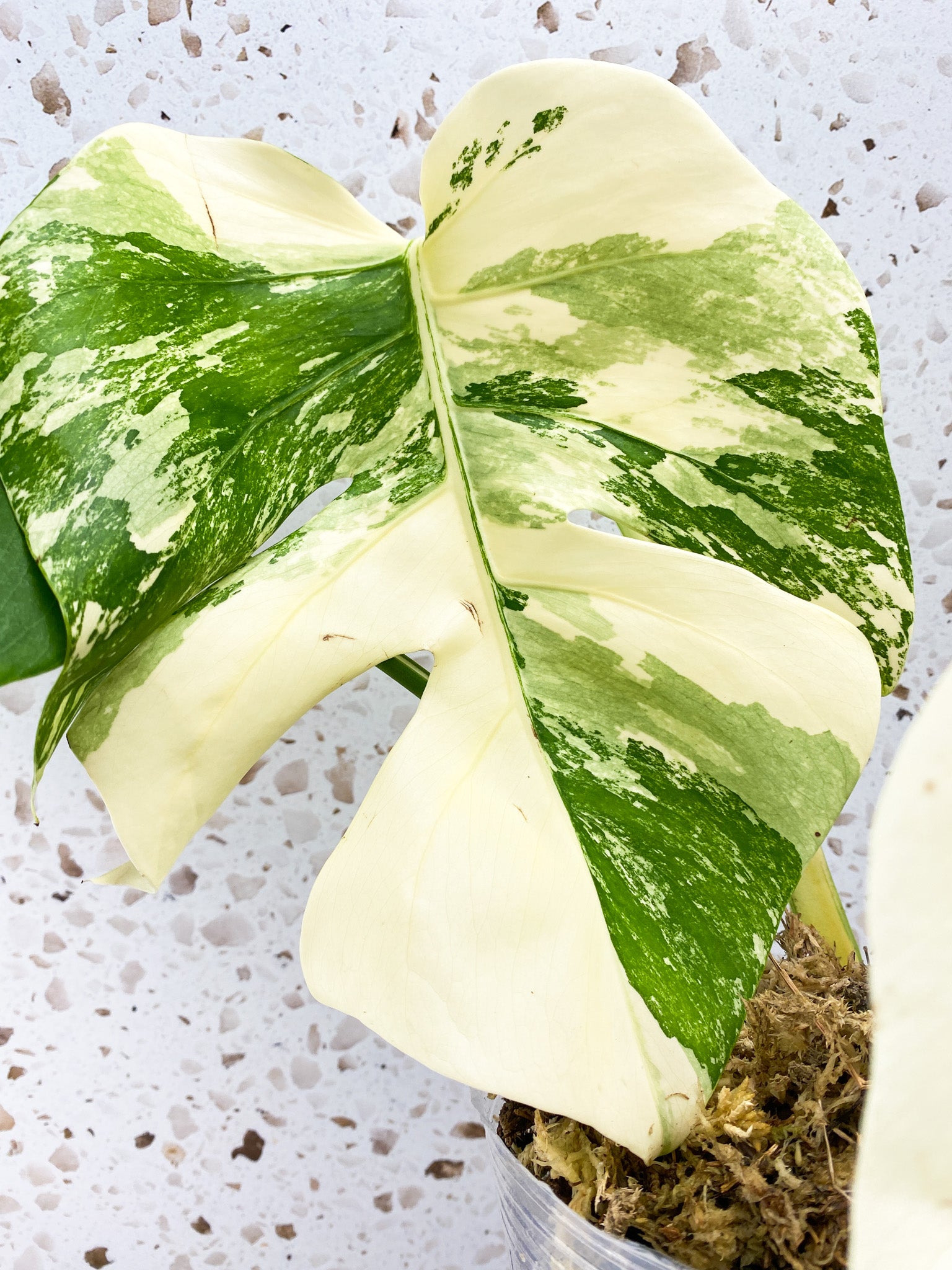 Monstera Albo White Tiger 3 leaf top cutting