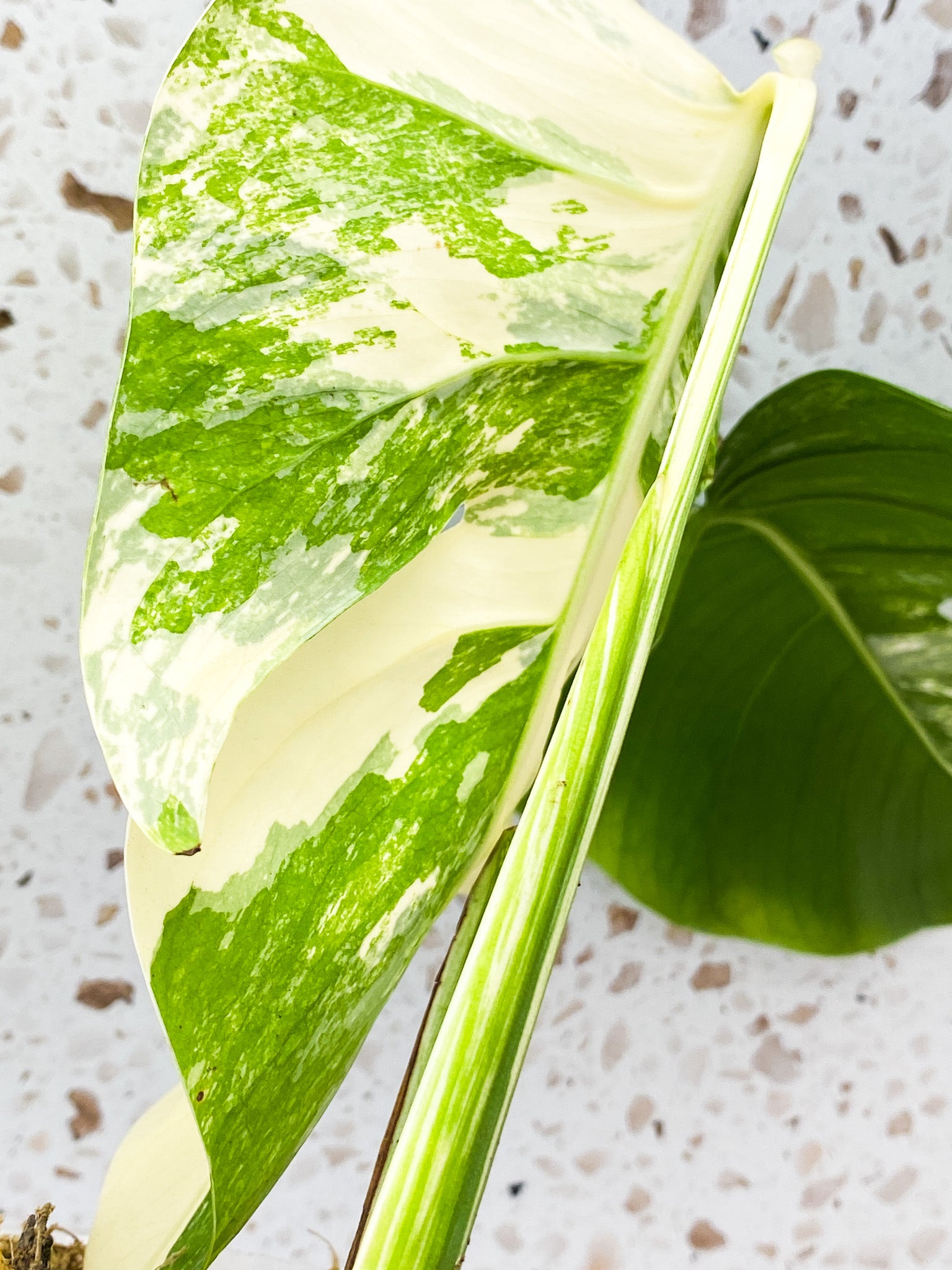 Monstera Albo White Tiger 3 leaf top cutting