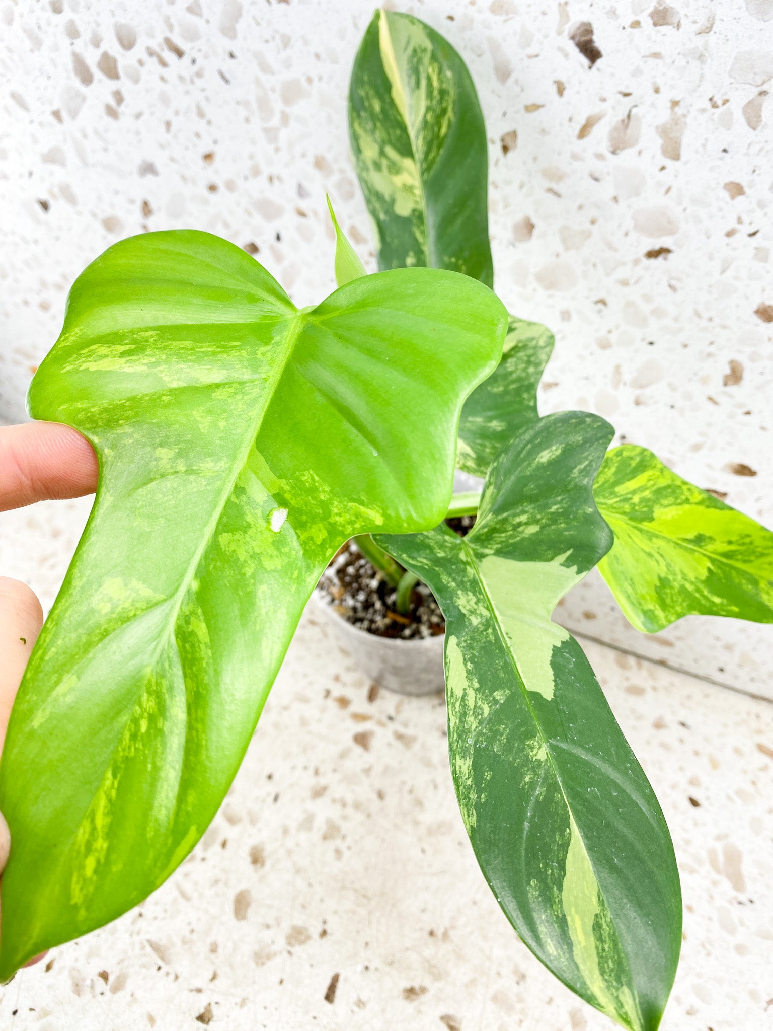 Philodendron Bipennifolium Variegated 5 leaves 1 shoot top cutting
