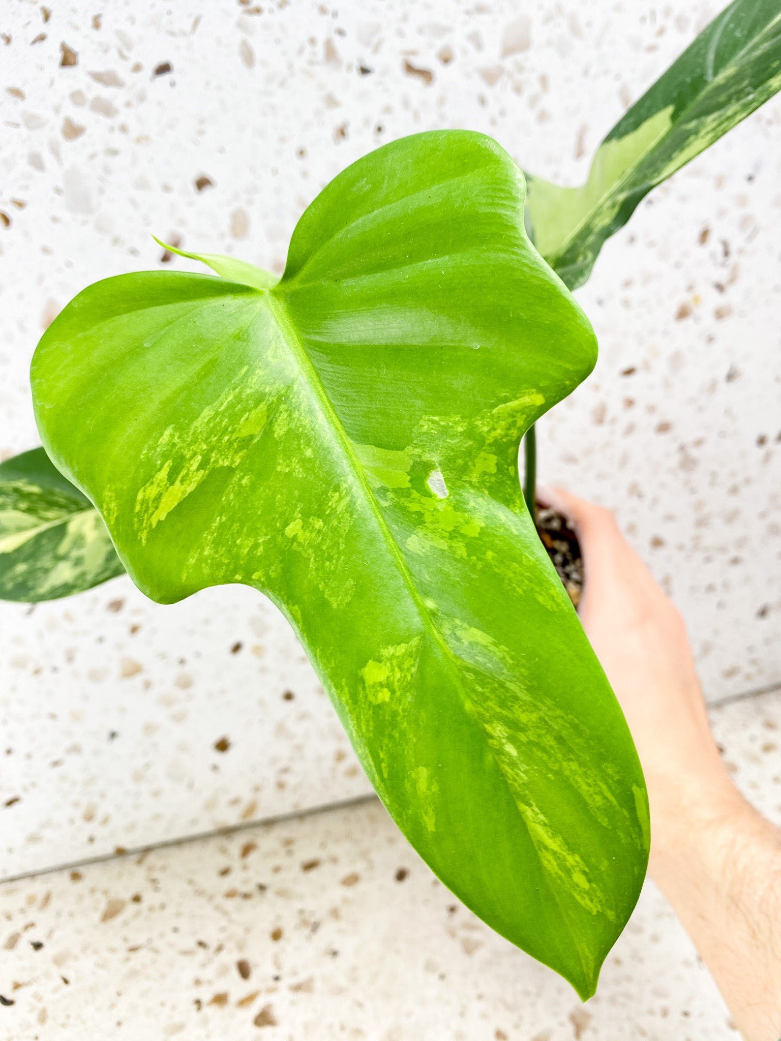 Philodendron Bipennifolium Variegated 5 leaves 1 shoot top cutting