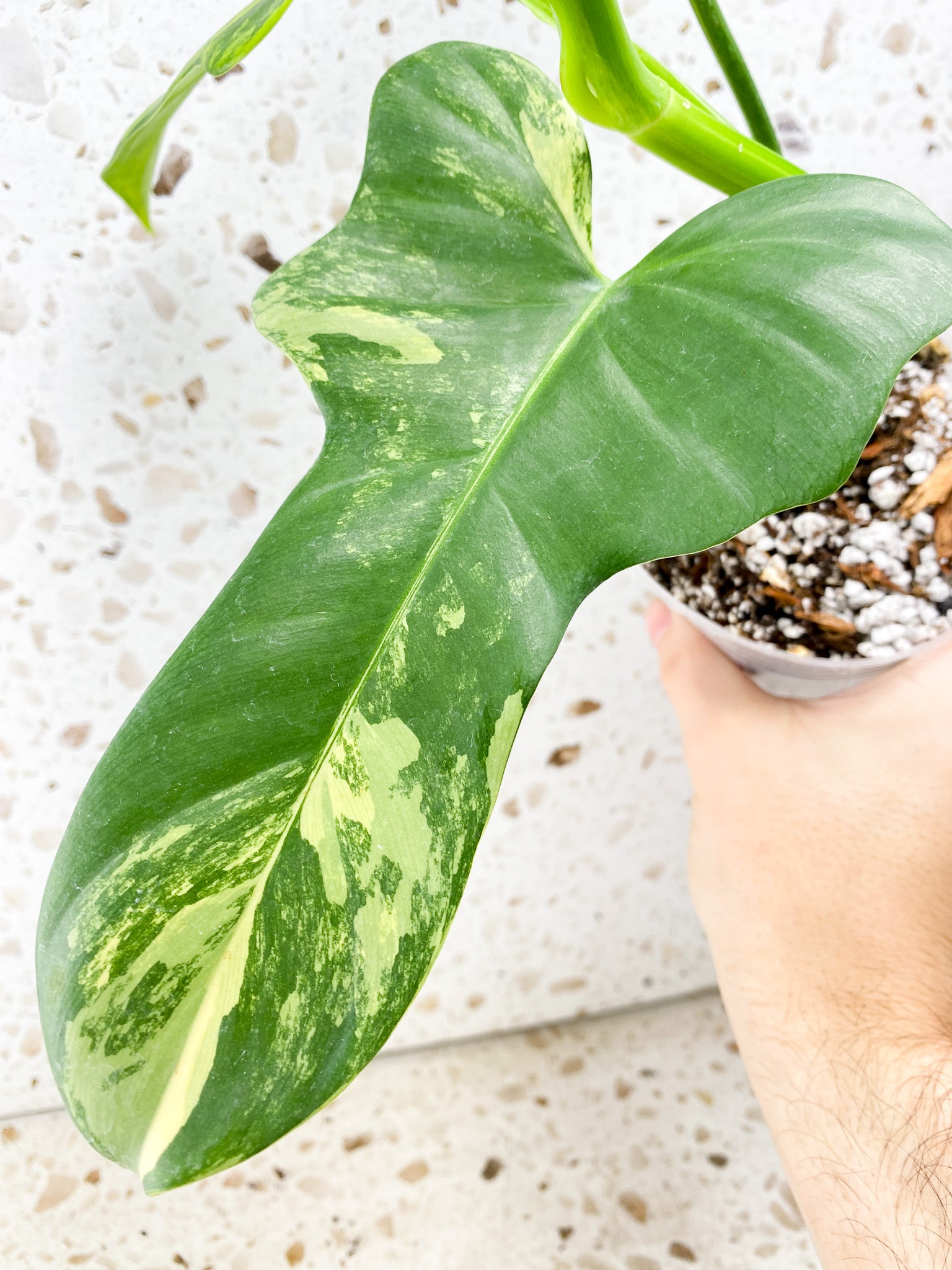 Philodendron Bipennifolium Variegated 5 leaves 1 shoot top cutting
