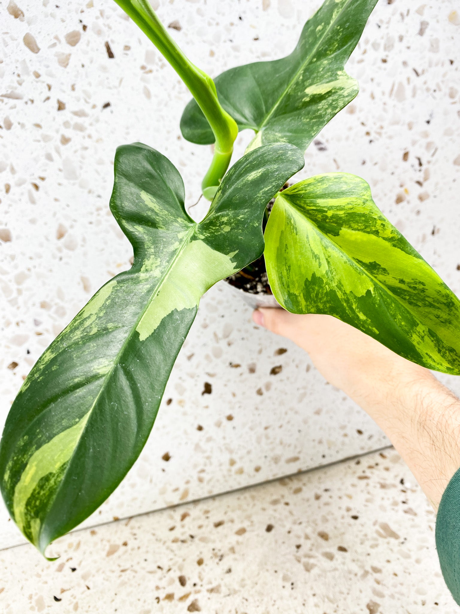 Philodendron Bipennifolium Variegated 5 leaves 1 shoot top cutting