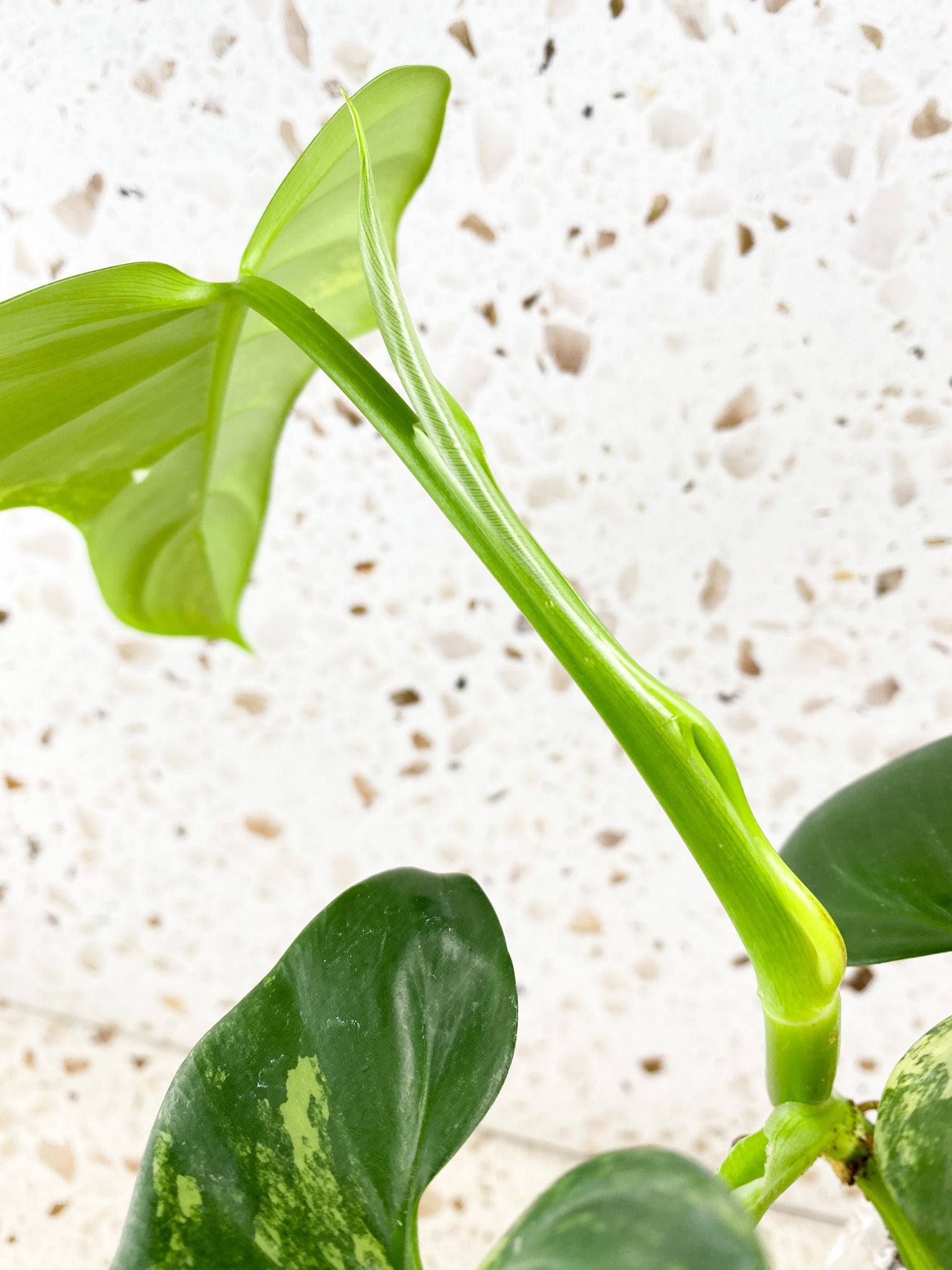 Philodendron Bipennifolium Variegated 5 leaves 1 shoot top cutting