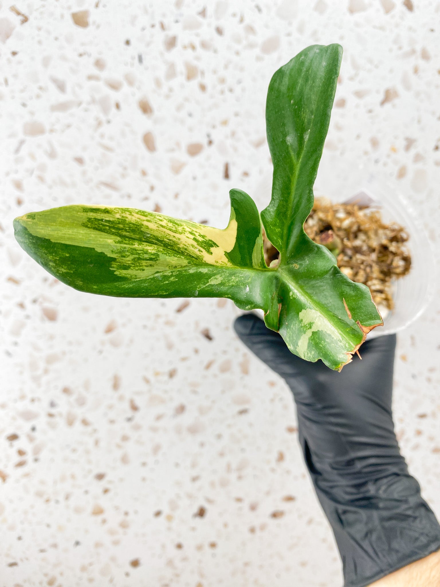 Philodendron Florida Beauty 1 leaf