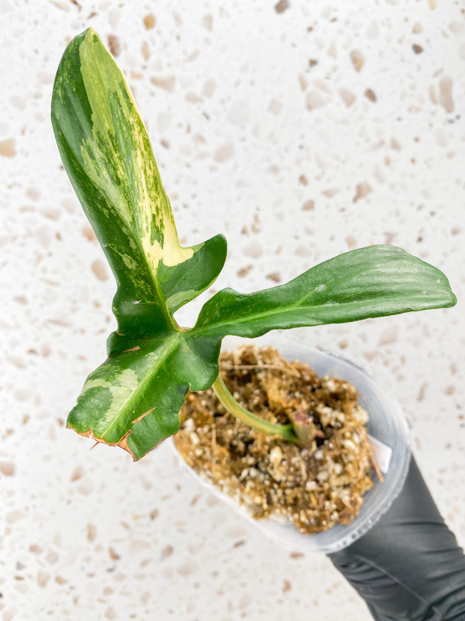 Philodendron Florida Beauty 1 leaf