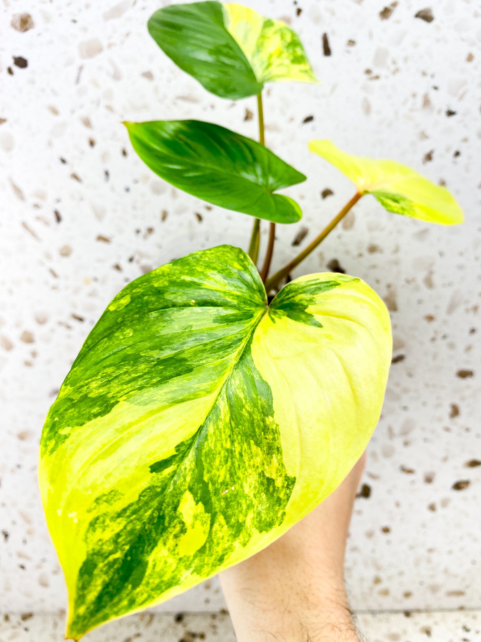 Homalomena Rubescens Variegated 4 leaf top cutting