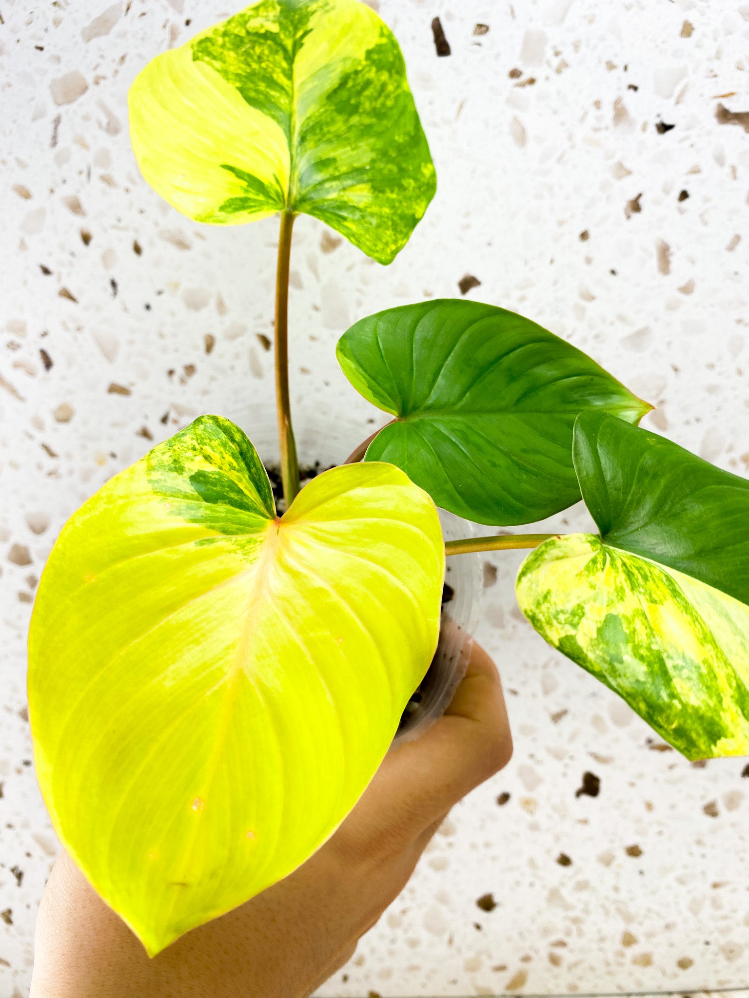 Homalomena Rubescens Variegated 4 leaf top cutting