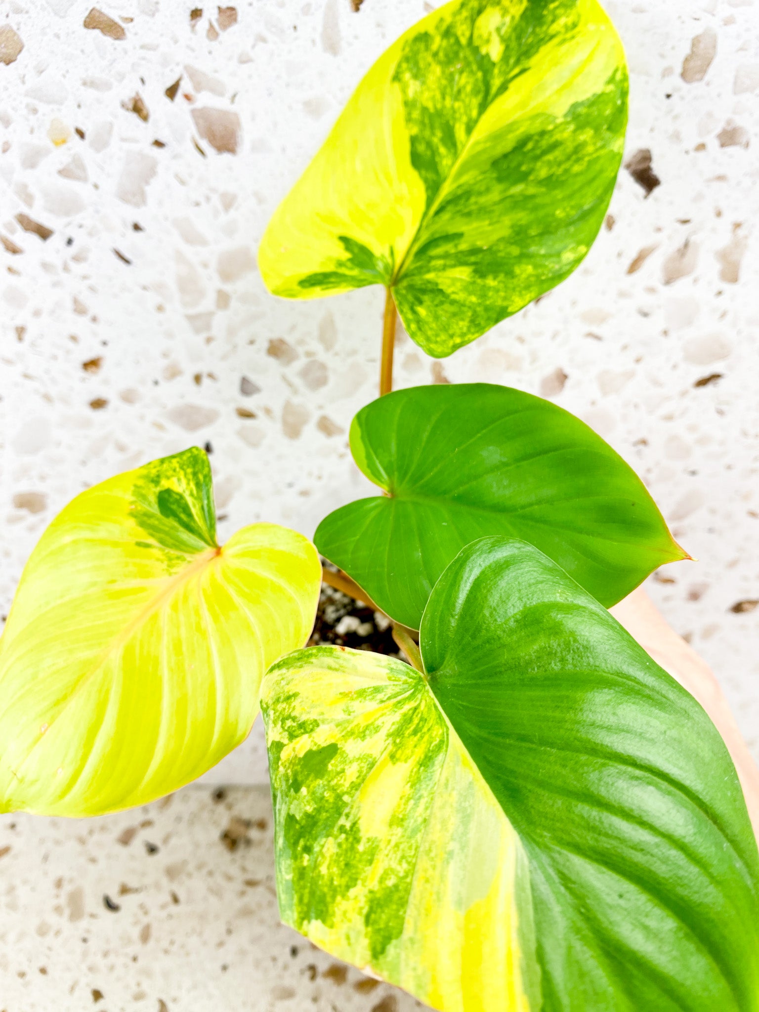 Homalomena Rubescens Variegated 4 leaf top cutting