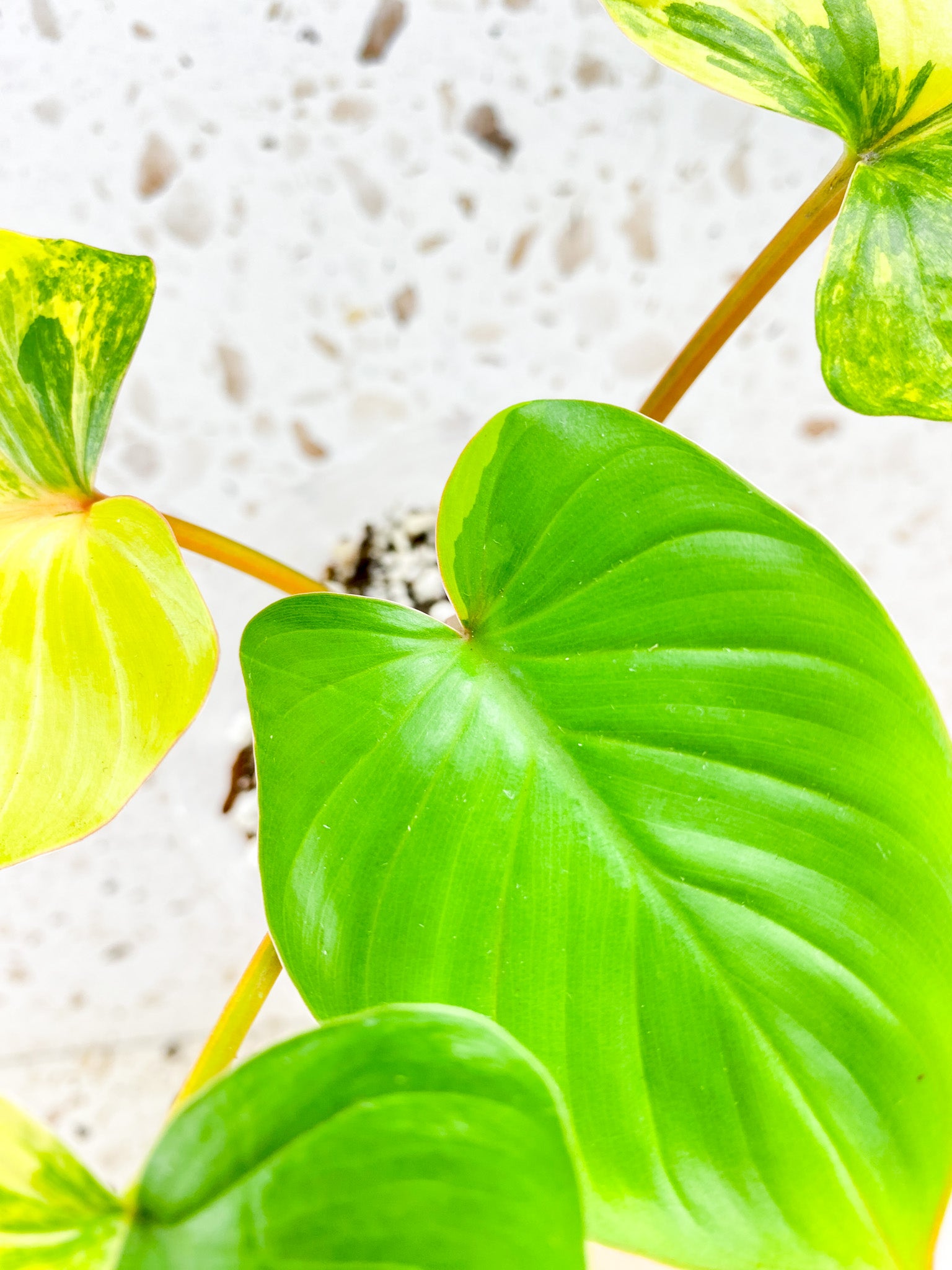 Homalomena Rubescens Variegated 4 leaf top cutting