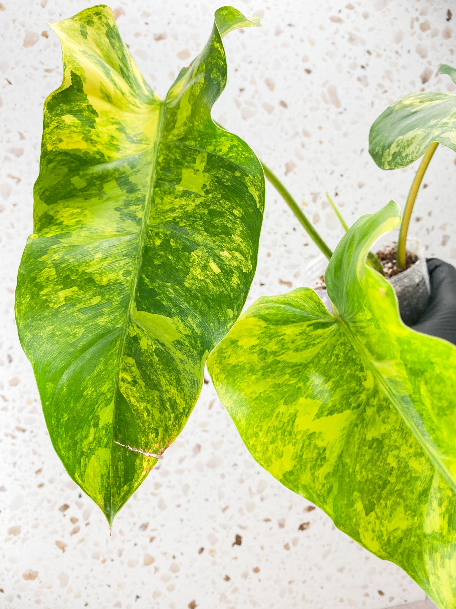 Philodendron Domesticum Variegated 3 leaves 1 shoot top cutting