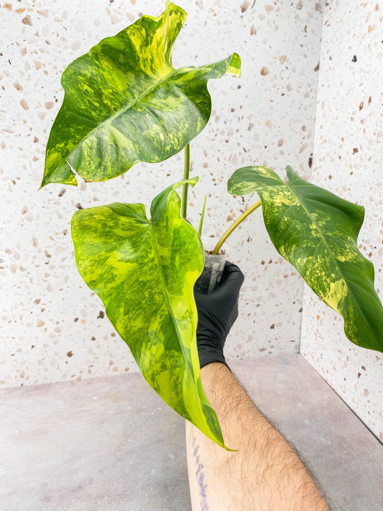 Philodendron Domesticum Variegated 3 leaves 1 shoot top cutting