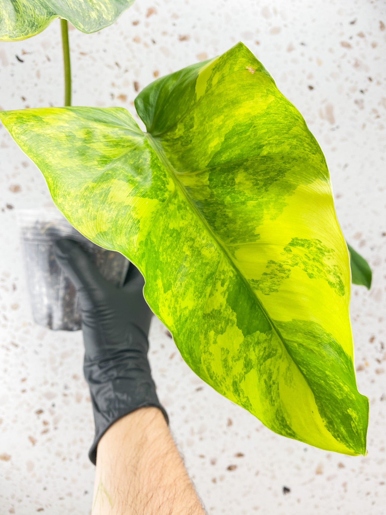 Philodendron Domesticum Variegated 3 leaves 1 shoot top cutting