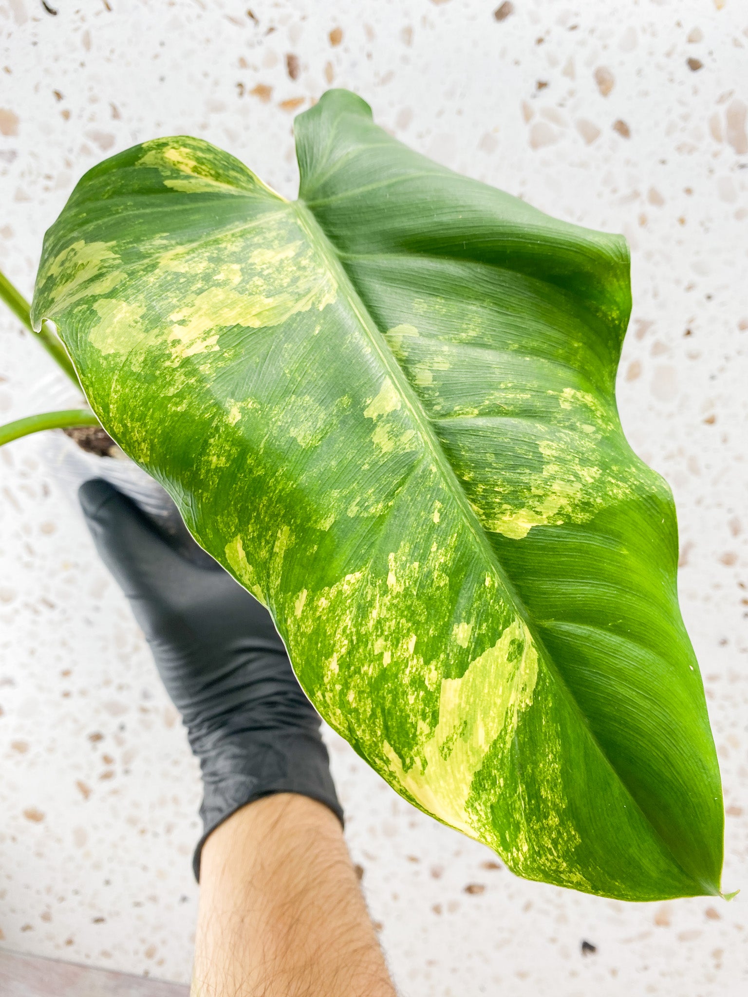 Philodendron Domesticum Variegated 3 leaves 1 shoot top cutting