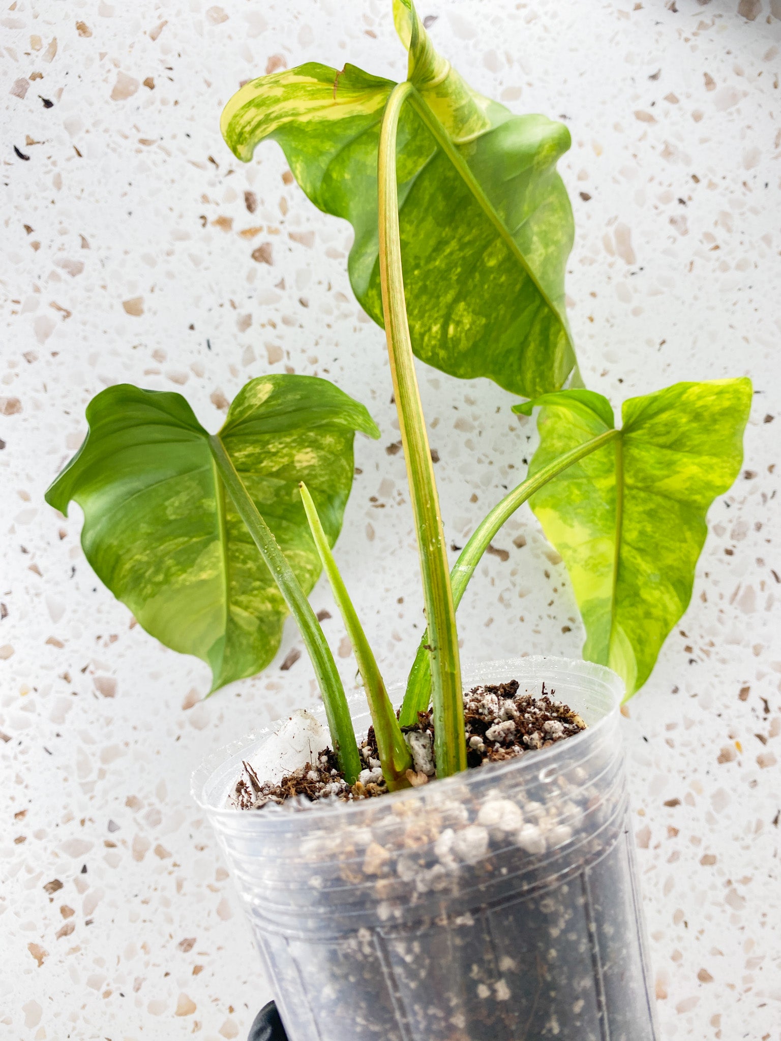 Philodendron Domesticum Variegated 3 leaves 1 shoot top cutting