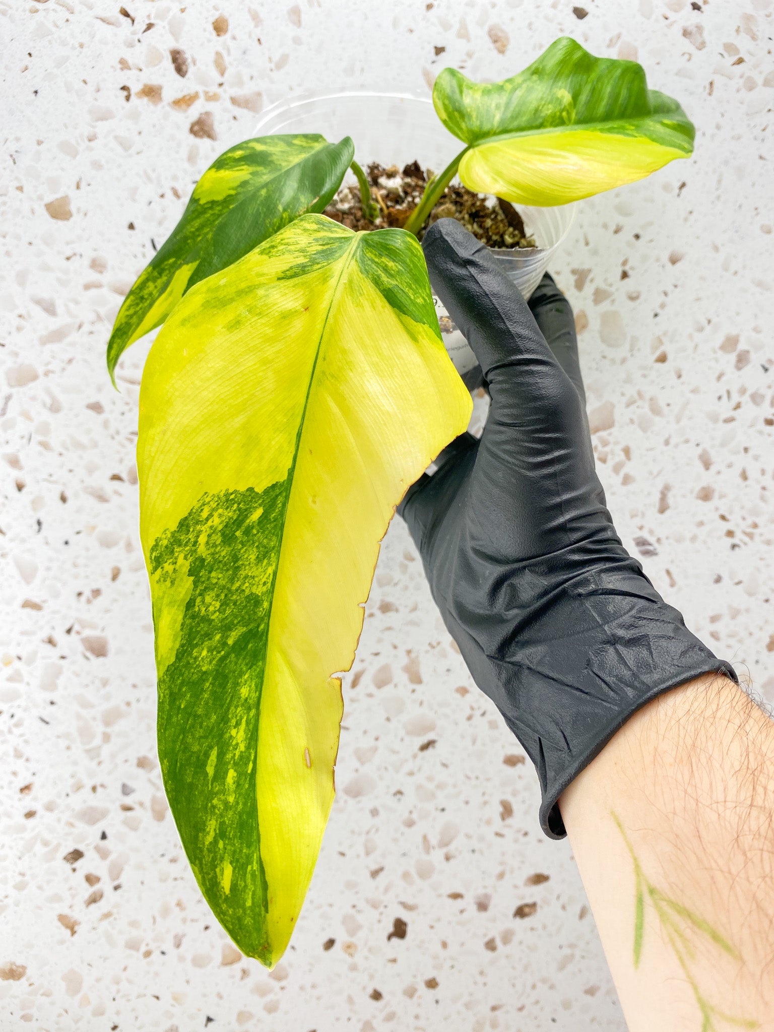 Philodendron Domesticum Variegated 3 leaf top cutting
