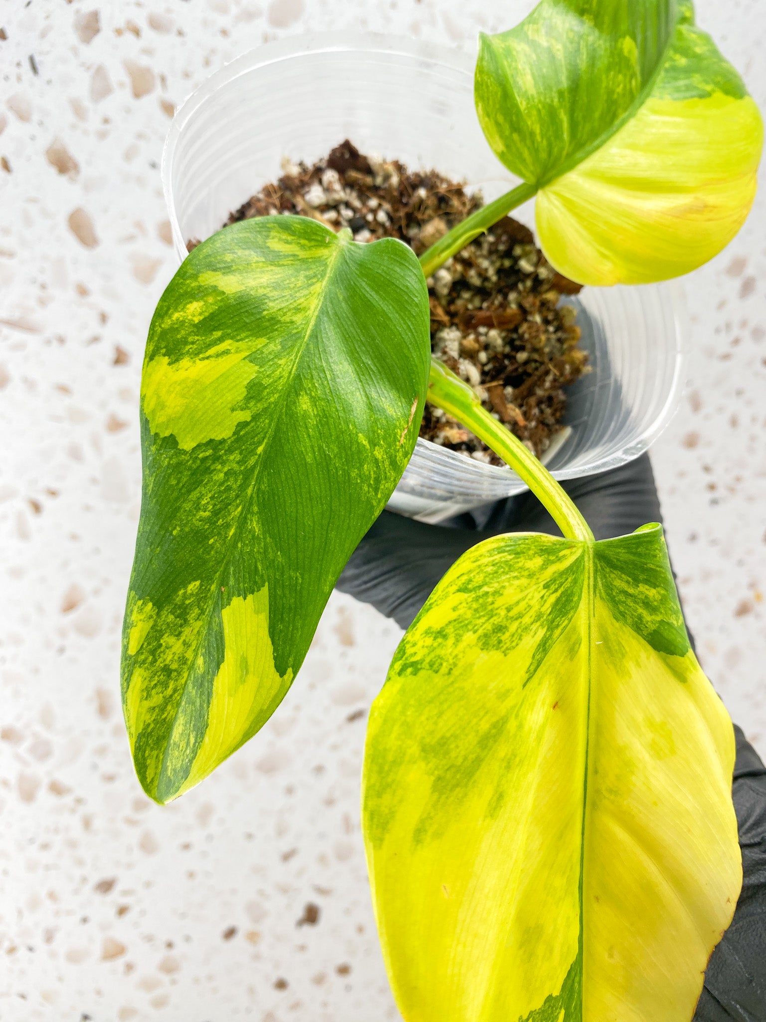 Philodendron Domesticum Variegated 3 leaf top cutting
