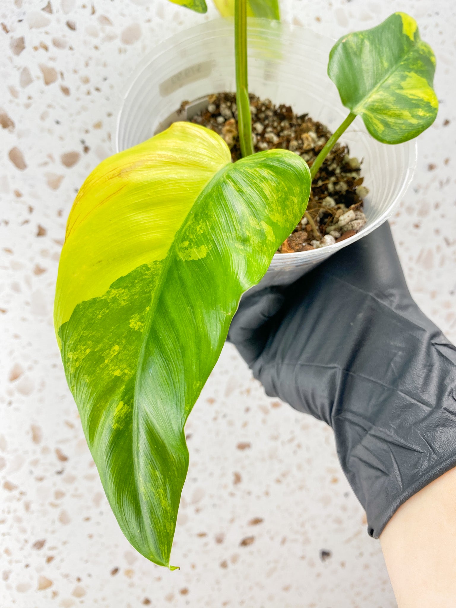 Philodendron Domesticum Variegated 3 leaf top cutting