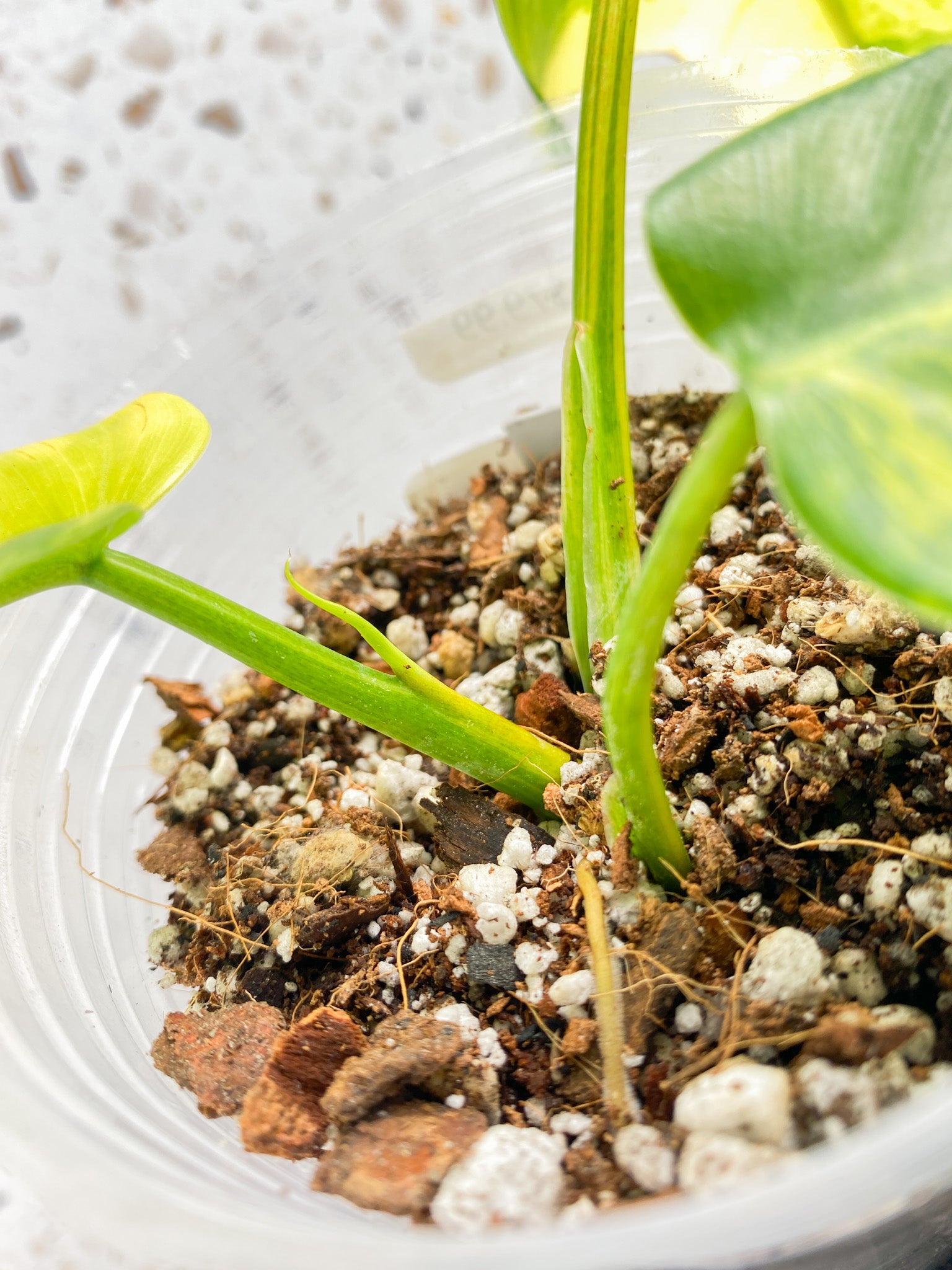 Philodendron Domesticum Variegated 3 leaf top cutting