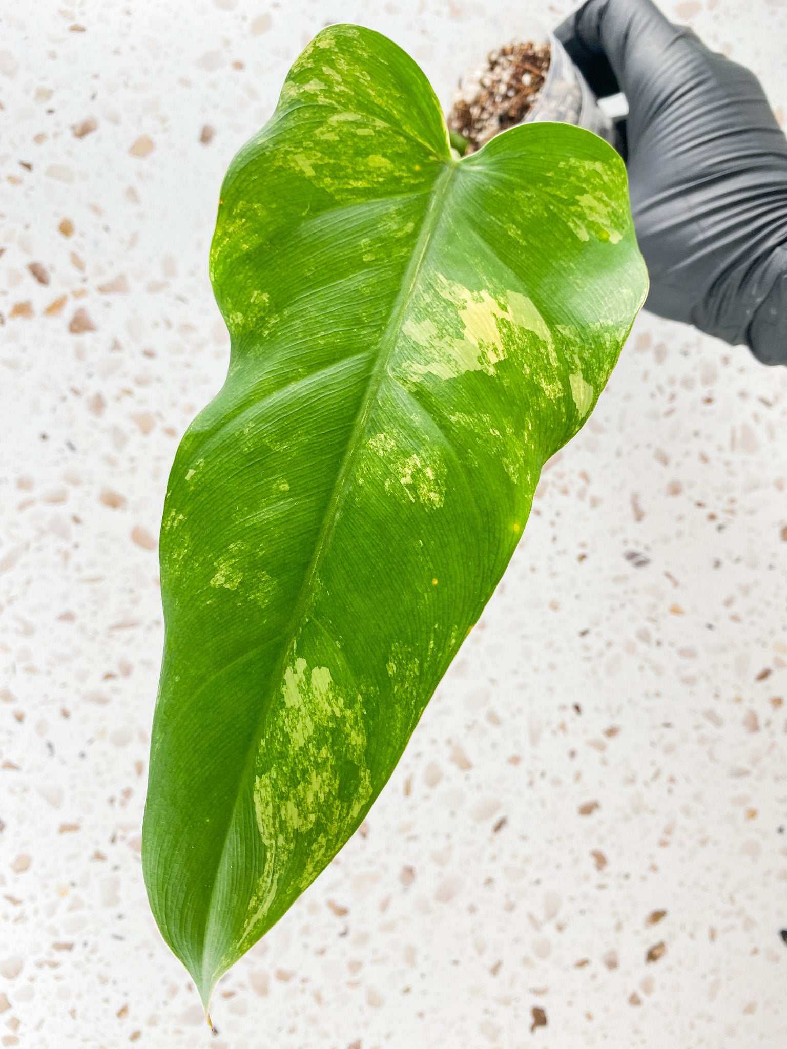 Philodendron Domesticum Variegated 1 leaf with sprout