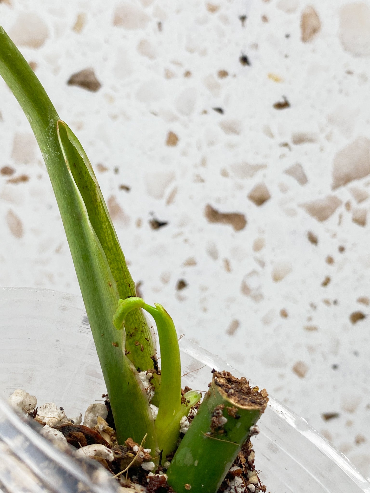 Philodendron Domesticum Variegated 1 leaf with sprout
