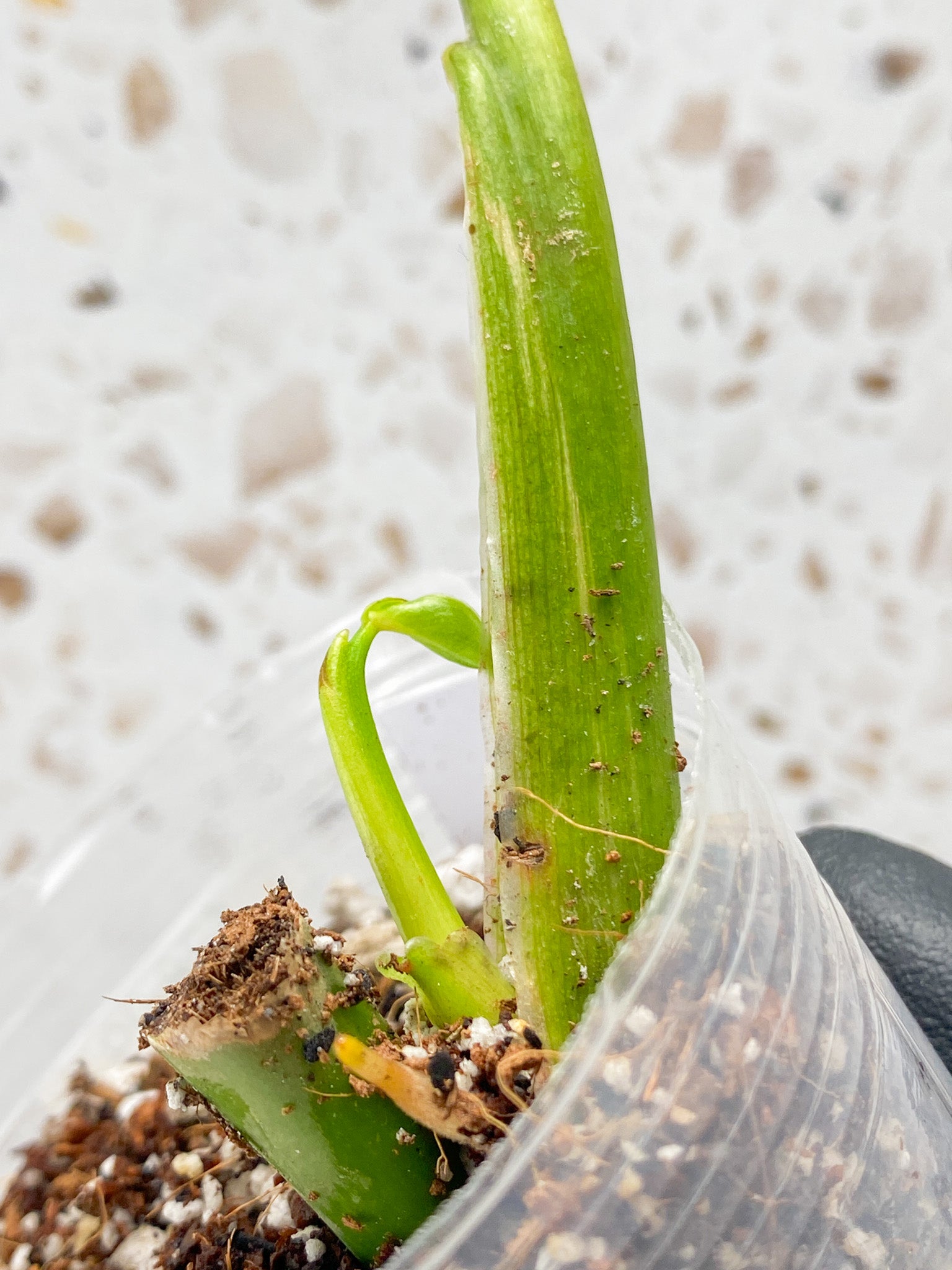 Philodendron Domesticum Variegated 1 leaf with sprout
