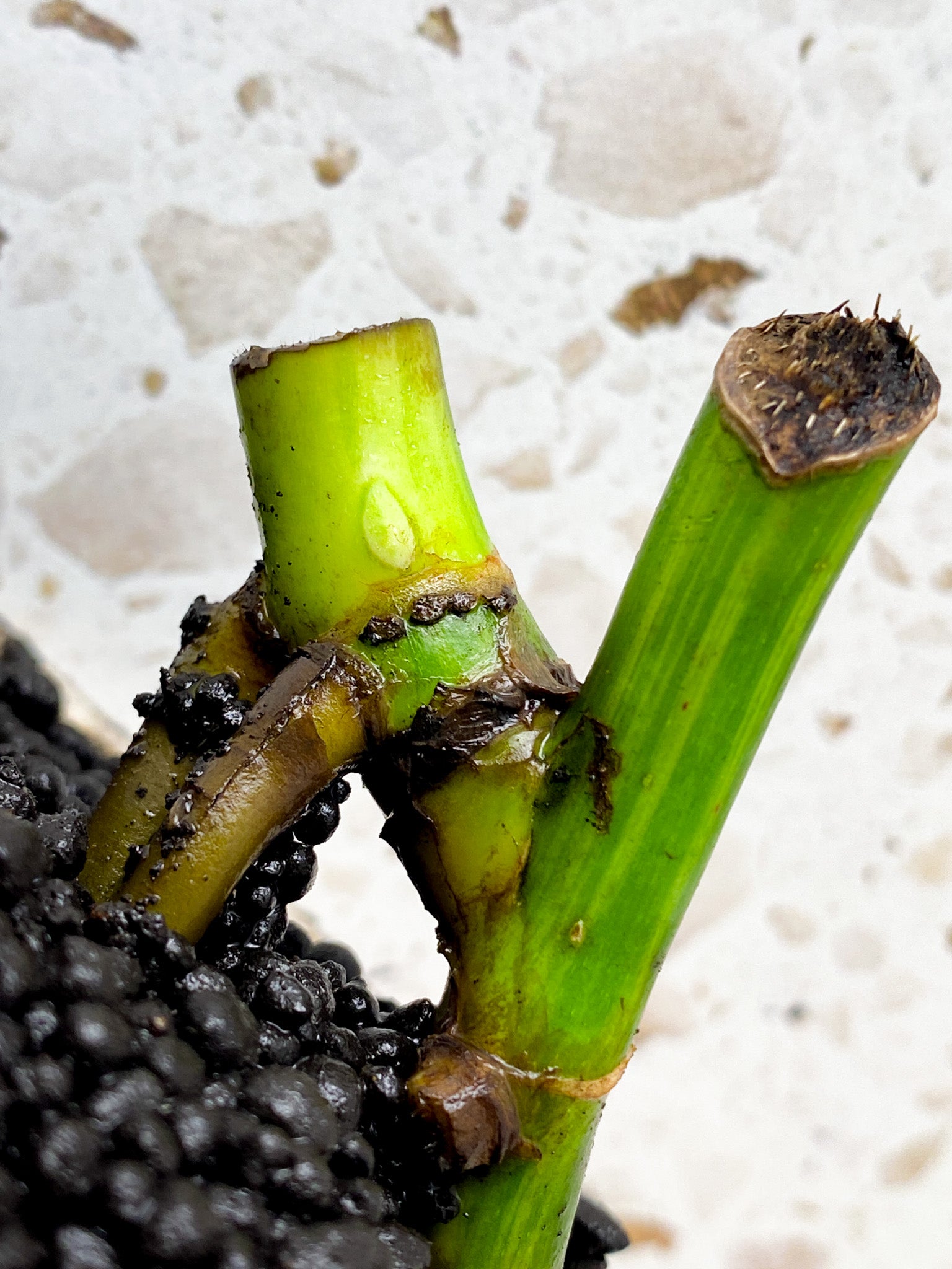 Monstera Aurea Tricolor double nodes (slightly rooted)