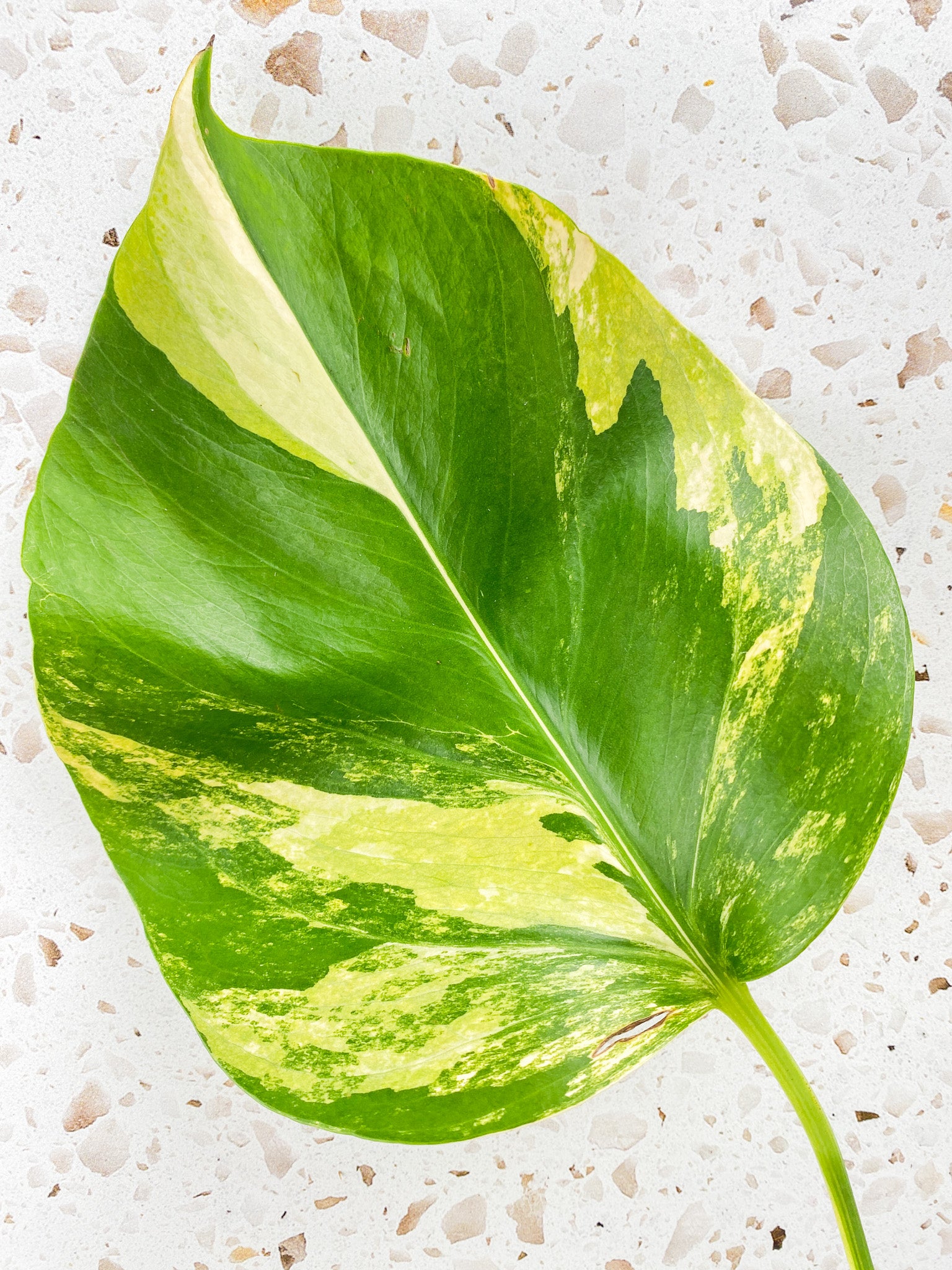 Monstera Aurea Tricolor 1 leaf