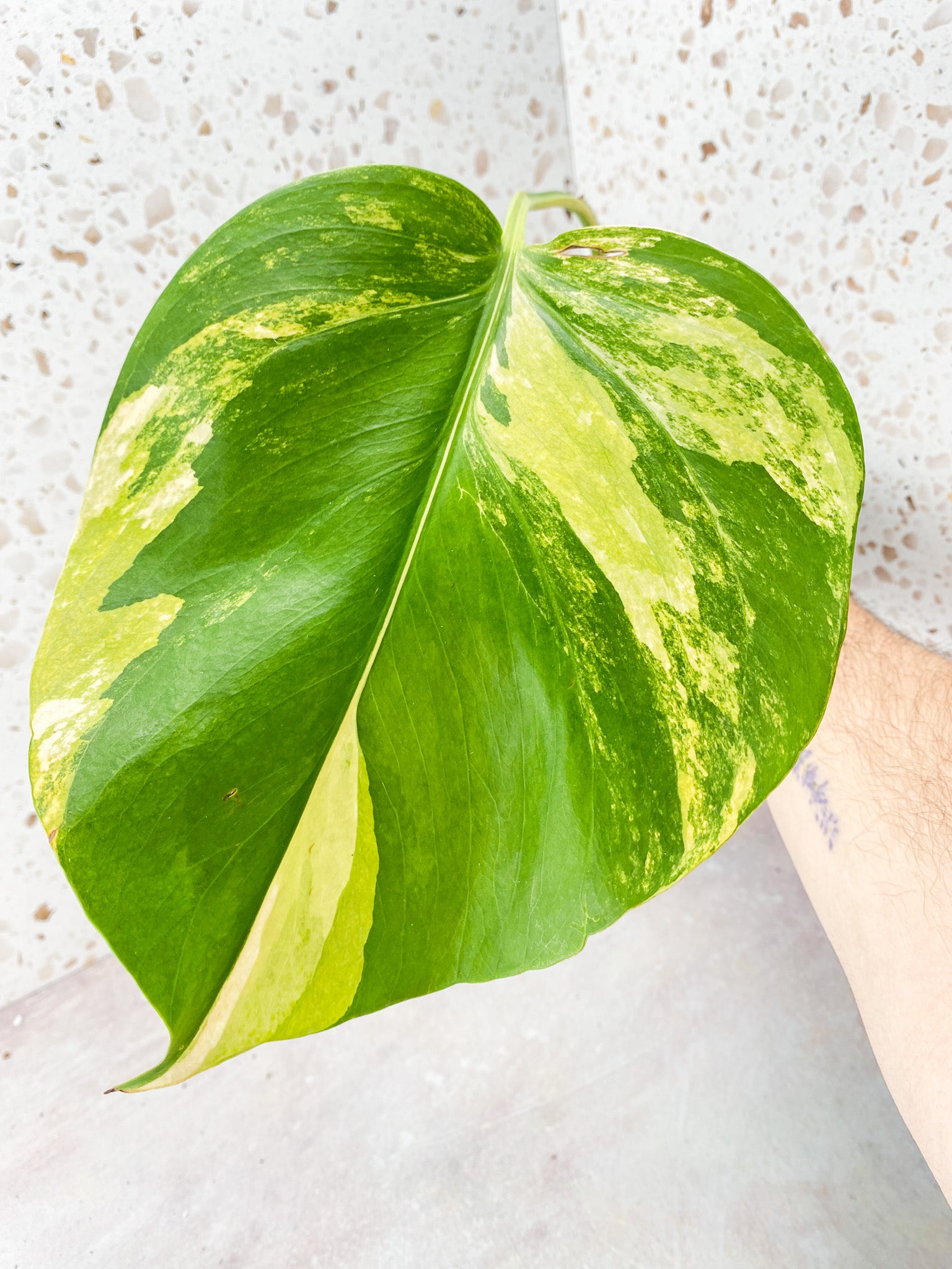 Monstera Aurea Tricolor 1 leaf