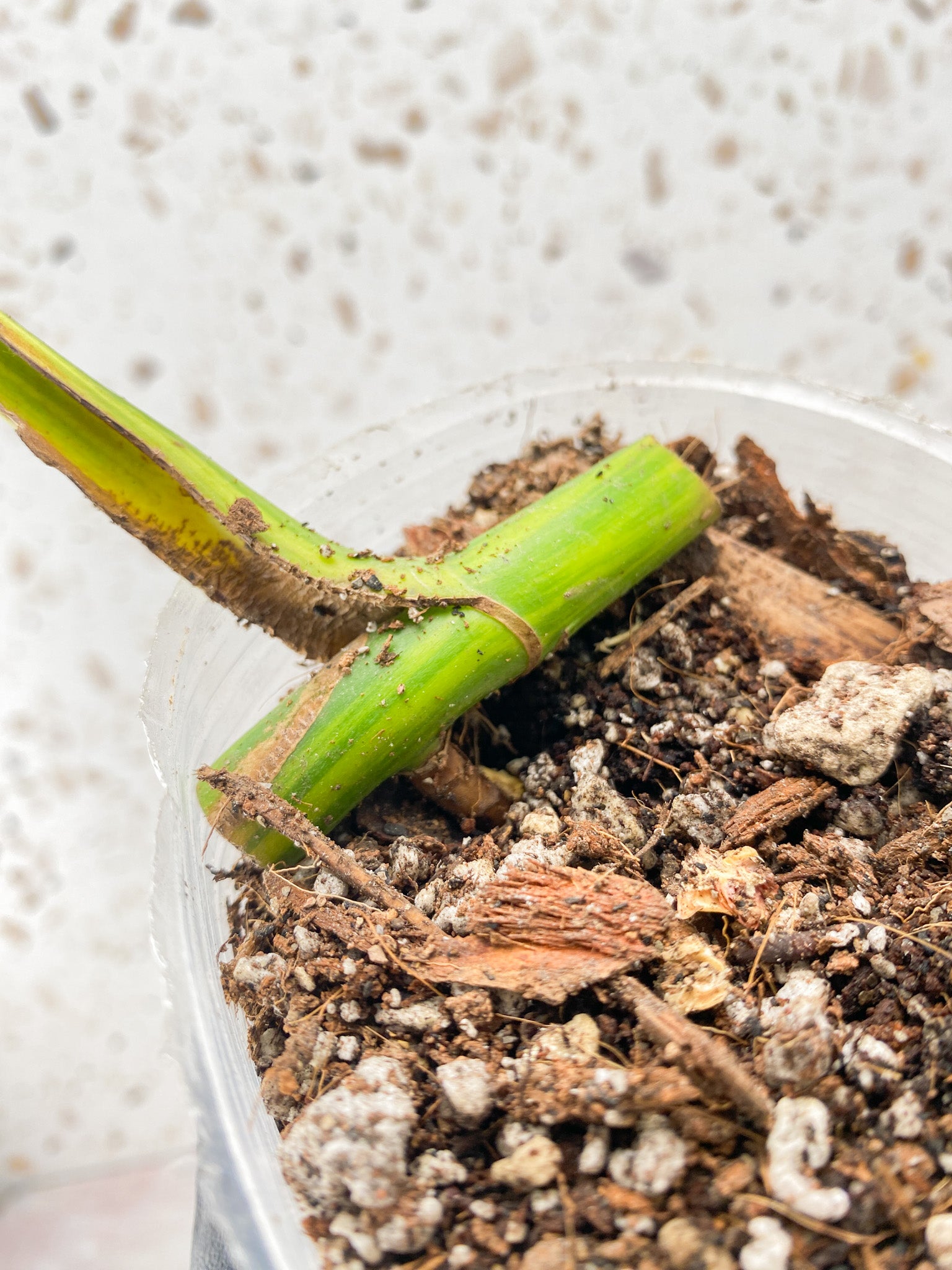 Monstera Aurea Tricolor 1 leaf