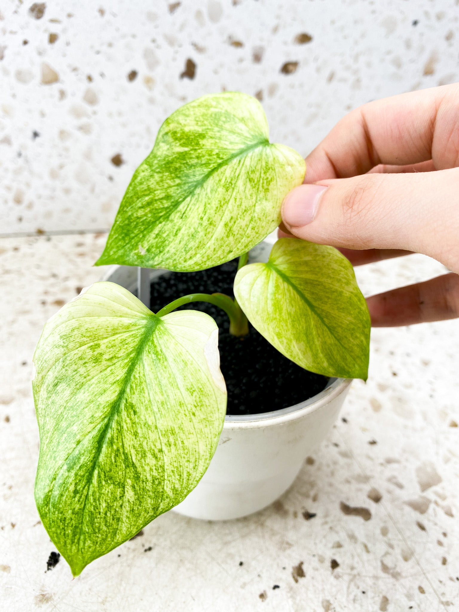 Homalomena Rubescens Mint Pink 3 leaf top cutting (rooting)