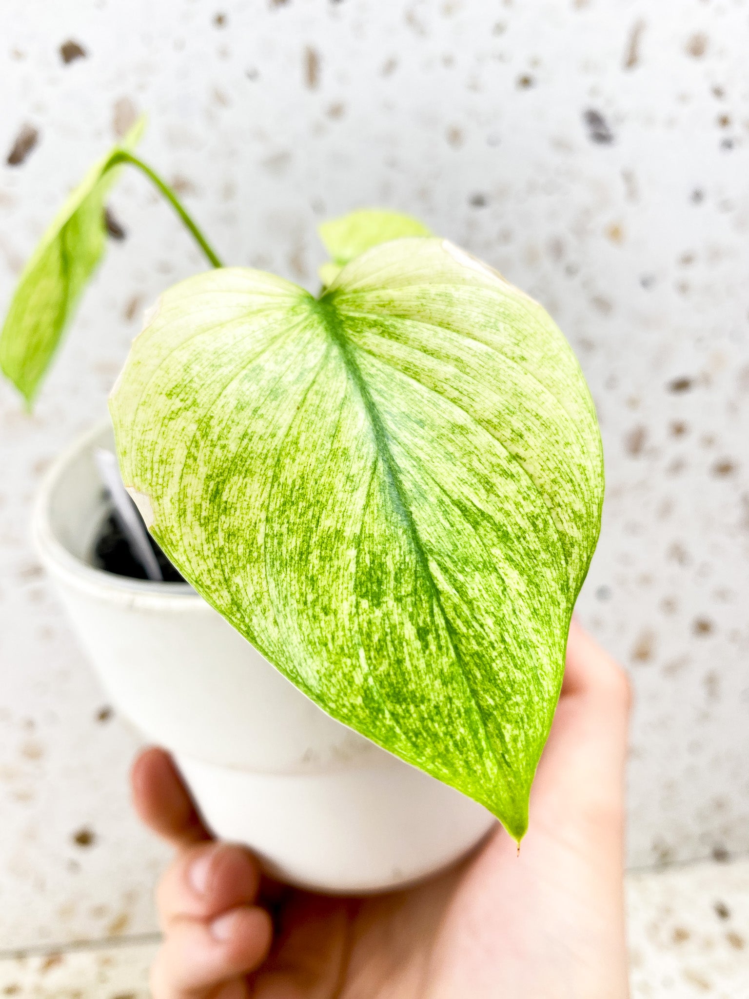 Homalomena Rubescens Mint Pink 3 leaf top cutting (rooting)