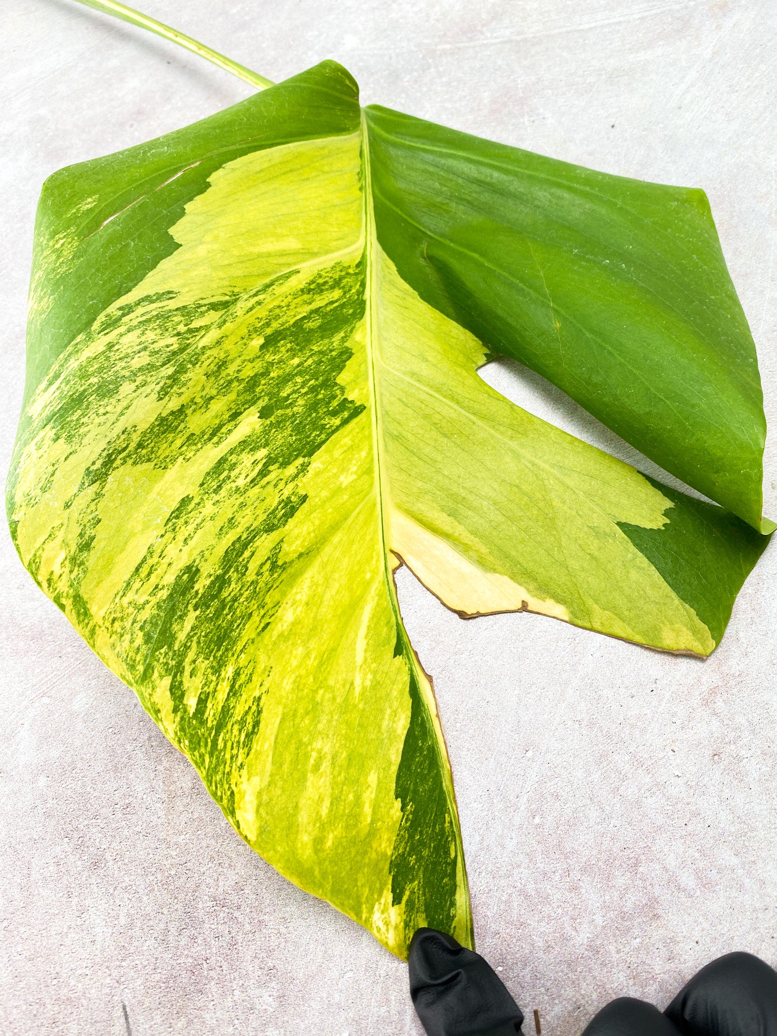 Monstera Aurea Tricolor 1 leaf