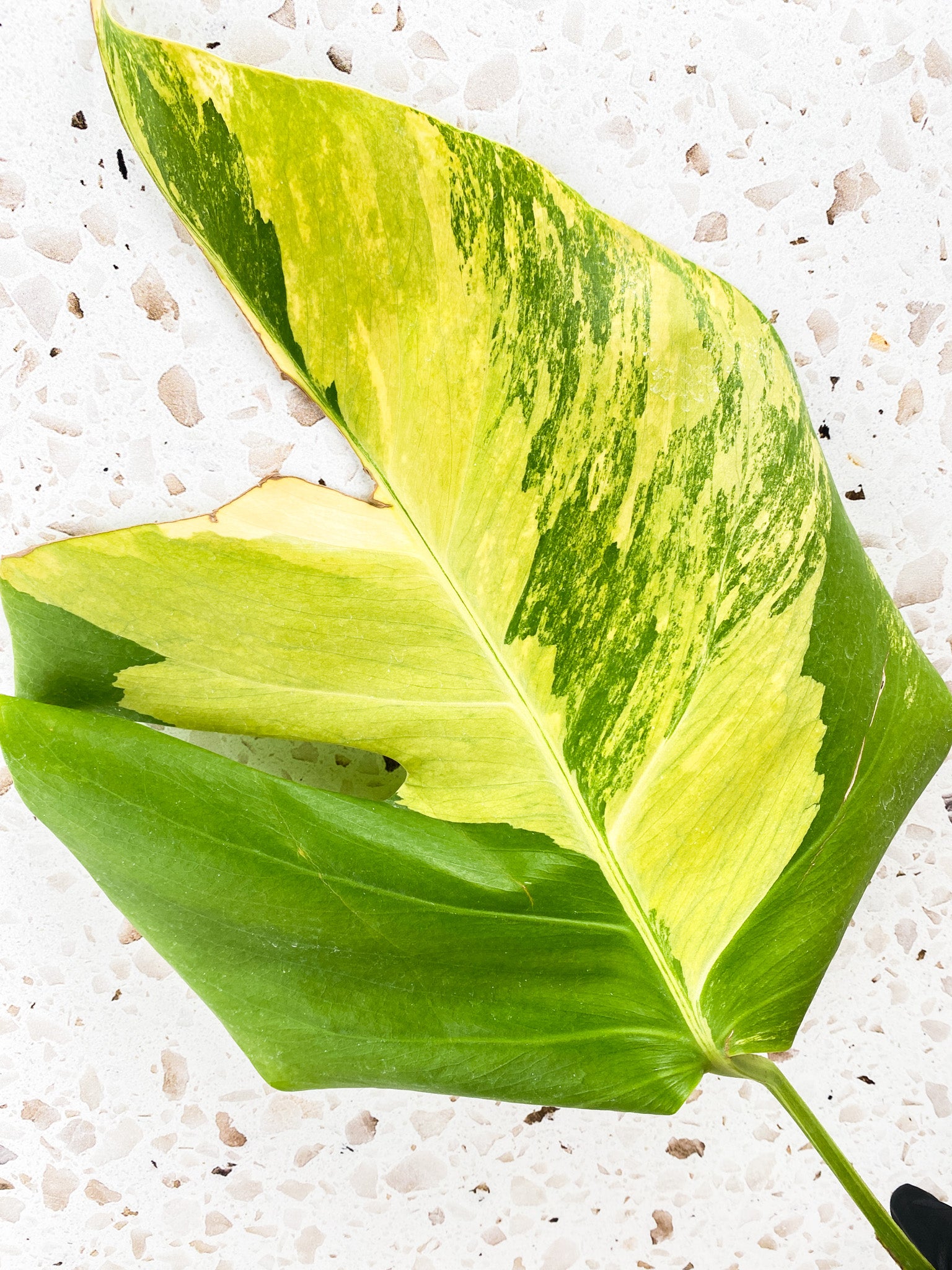 Monstera Aurea Tricolor 1 leaf