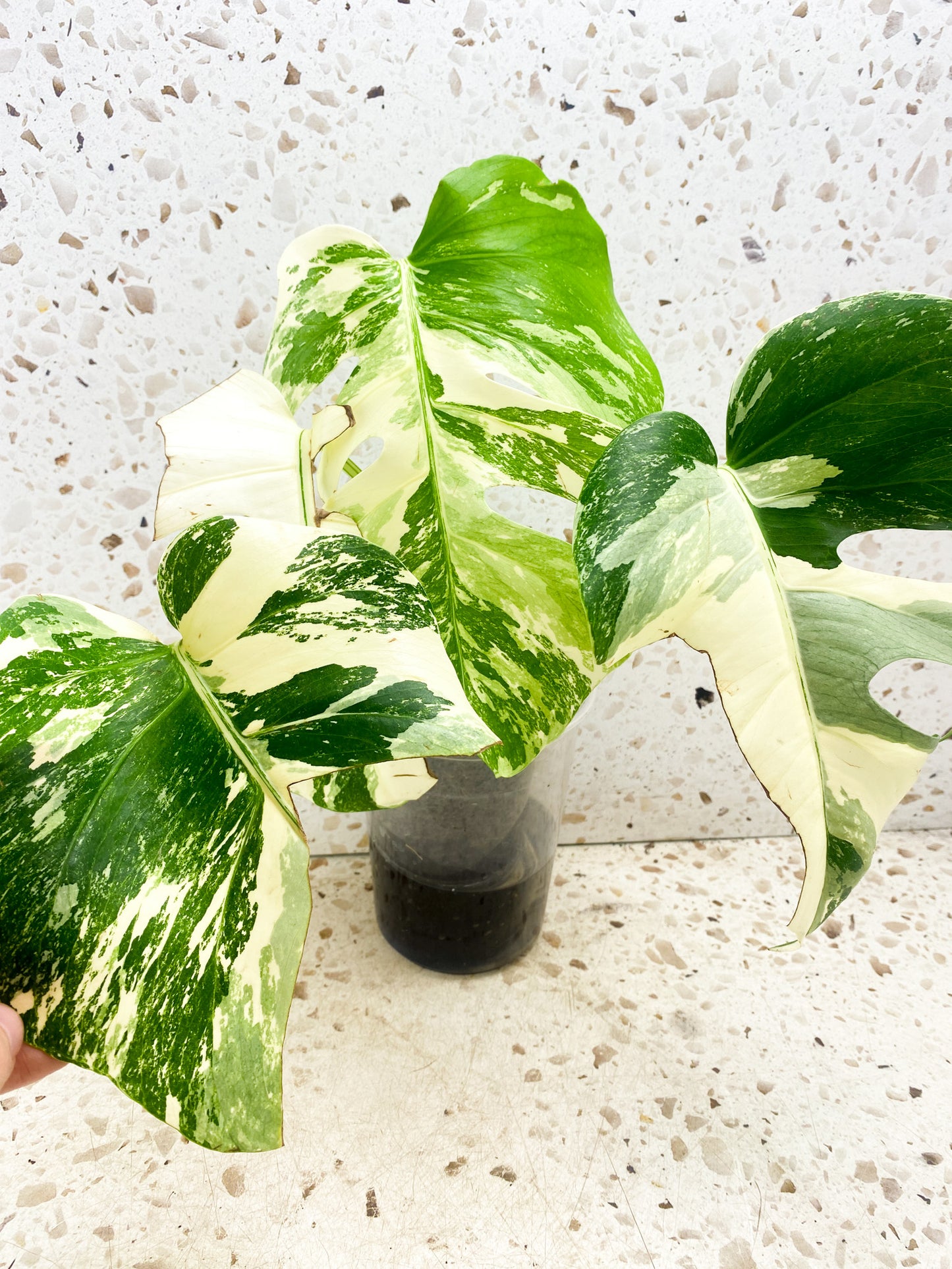 Monstera Albo White Tiger 4 leaf top cutting (slightly rooted)