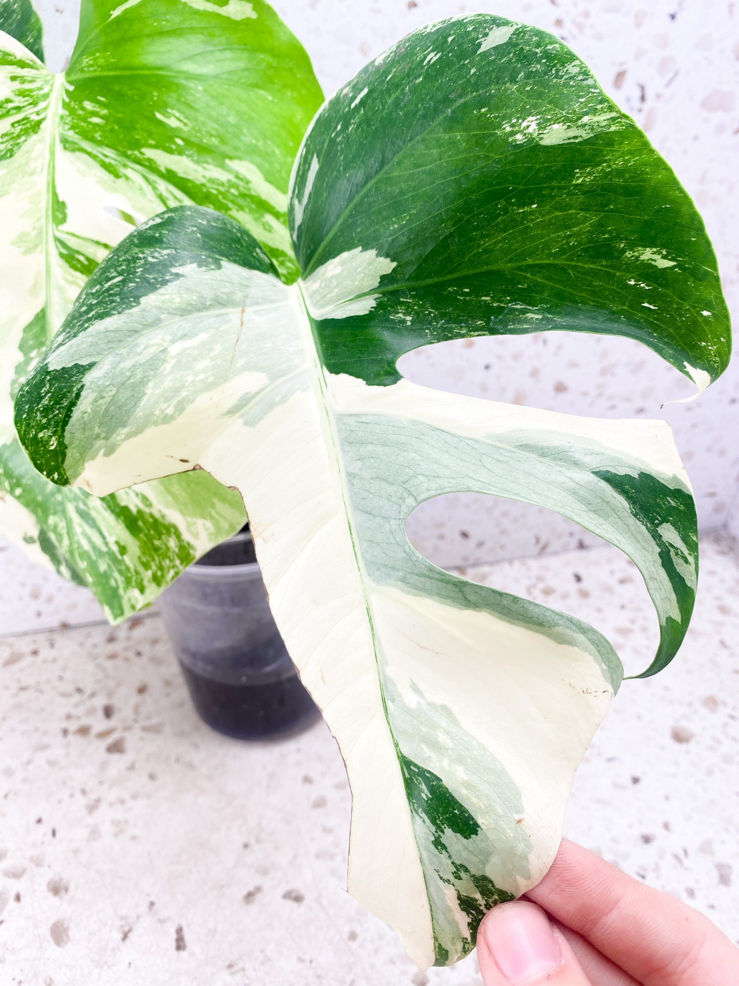 Monstera Albo White Tiger 4 leaf top cutting (slightly rooted)