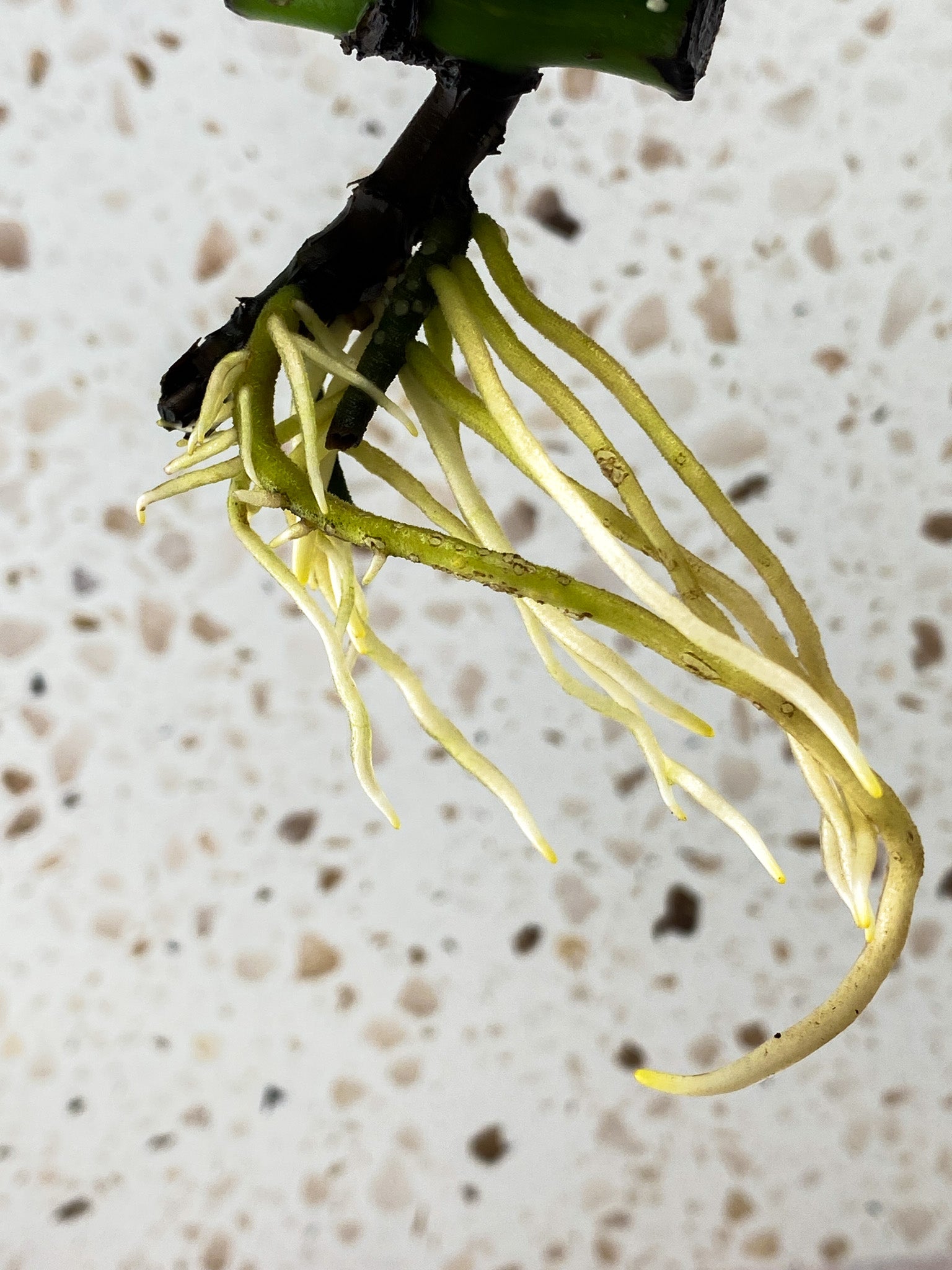 Monstera Aurea Tricolor 1 leaf