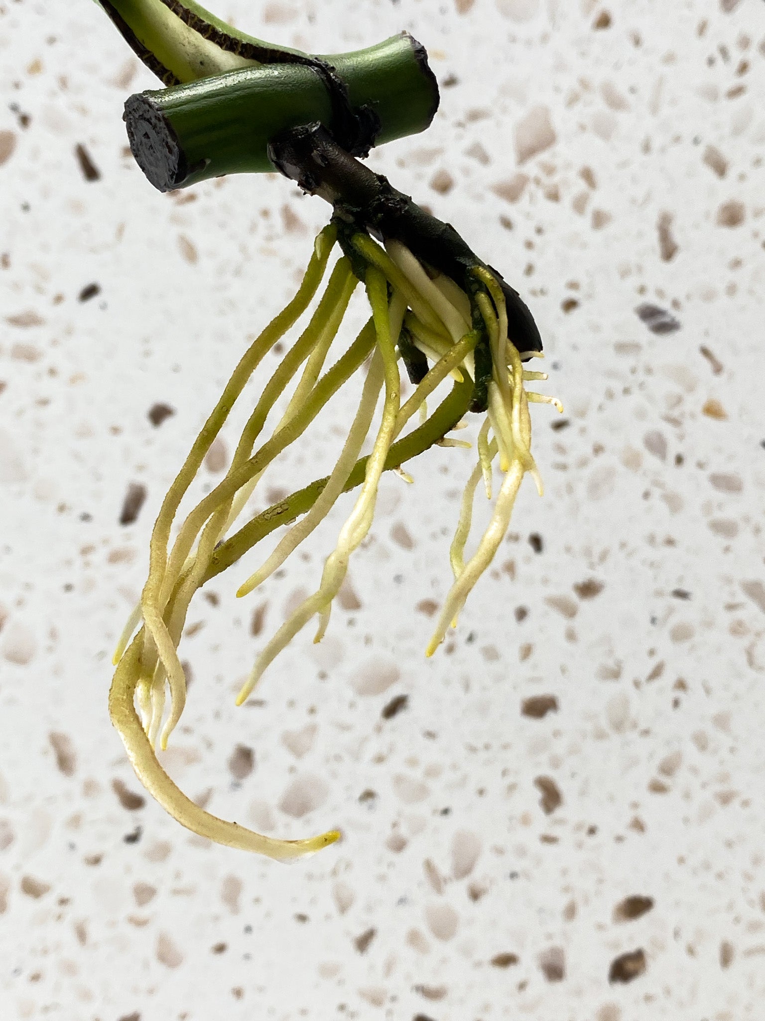 Monstera Aurea Tricolor 1 leaf
