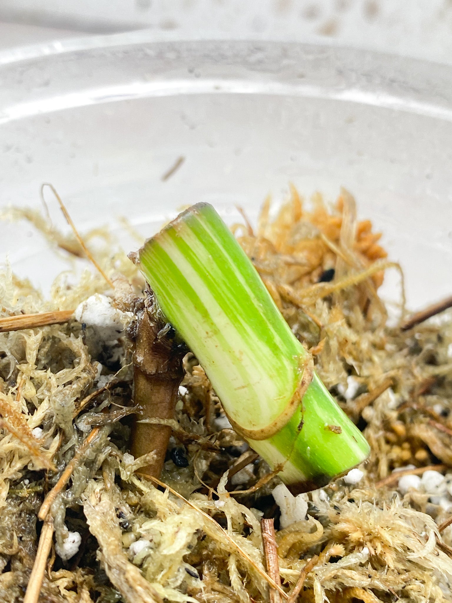 Monstera Albo White Tiger Node