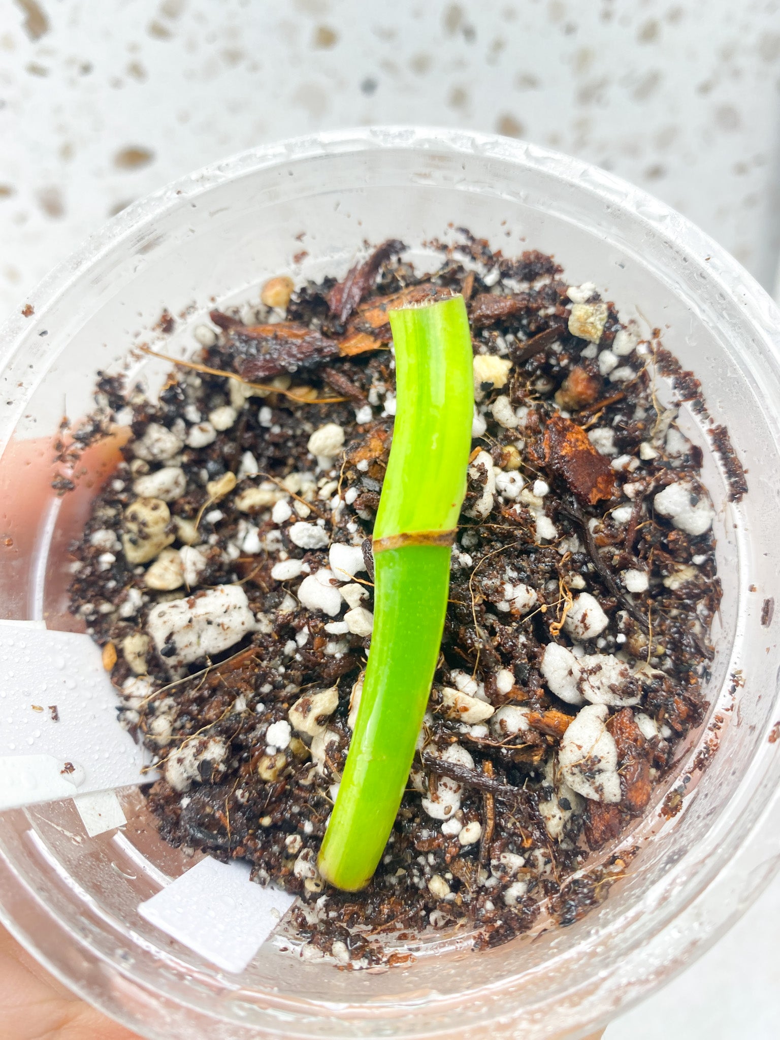 Monstera Aurea Tricolor Node