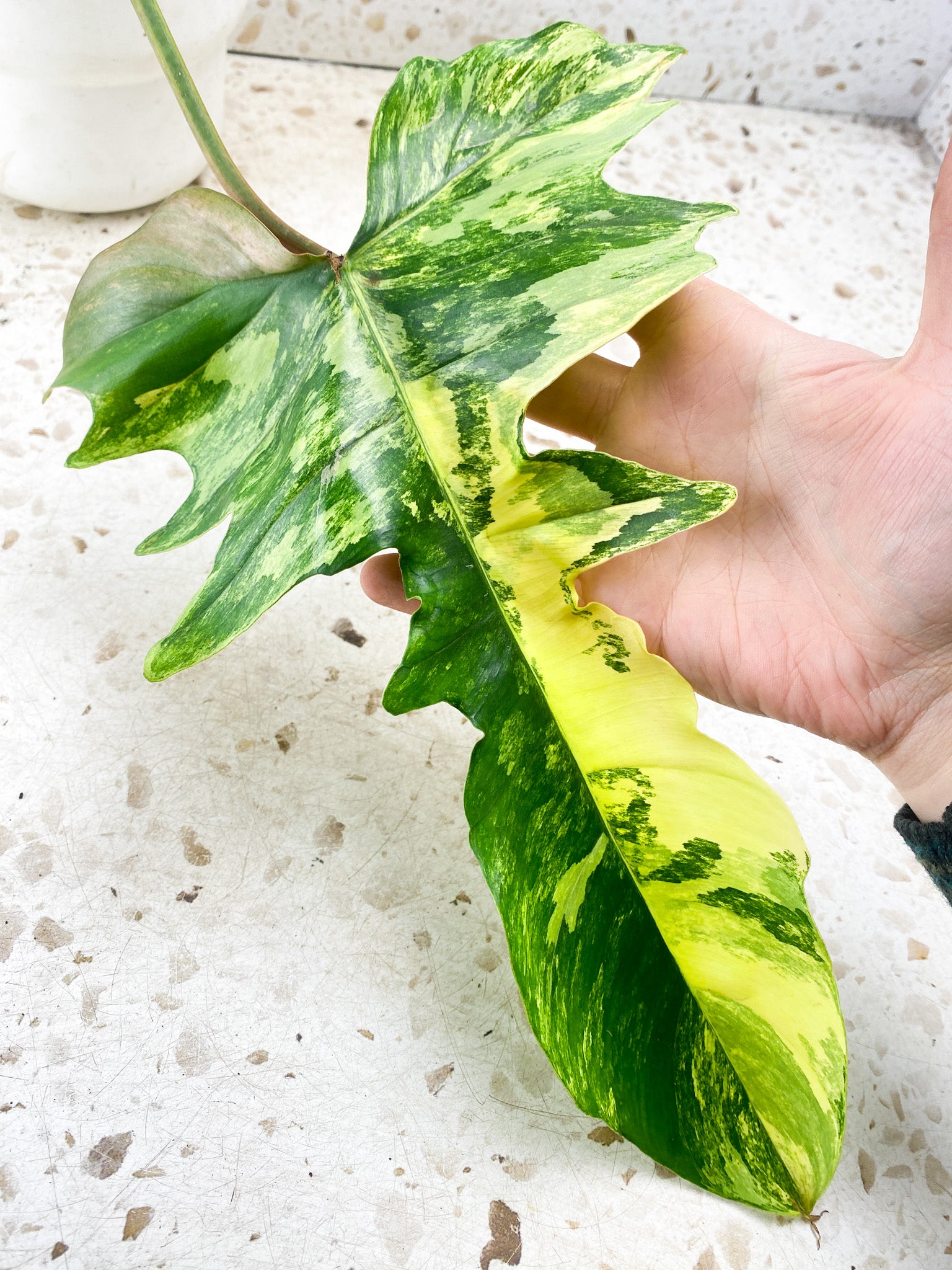 Philodendron Florida Beauty x Mayoi 1 big leaf with sprouting bud include 2nd express shipping for Betty Lopes