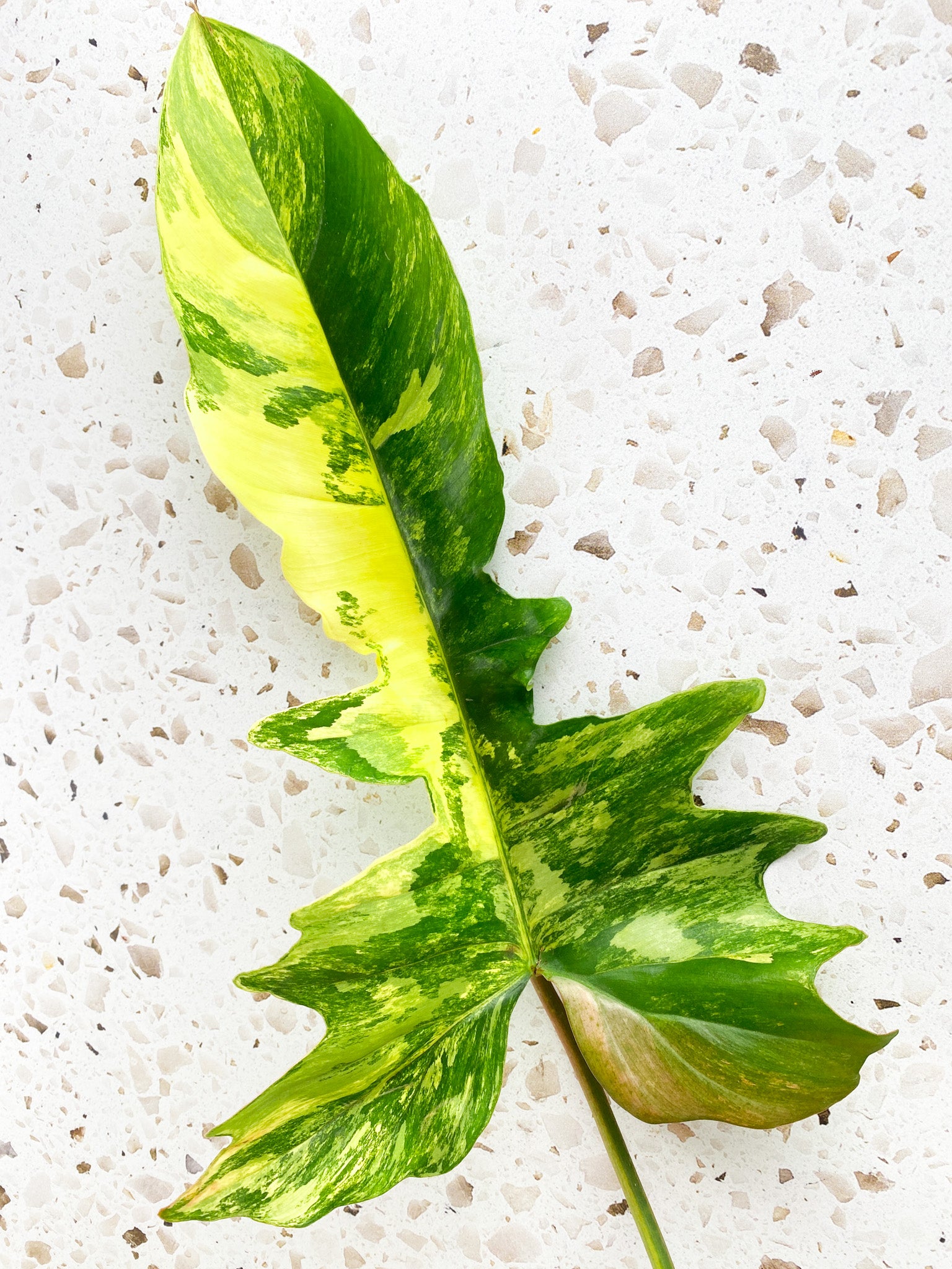 Philodendron Florida Beauty x Mayoi 1 big leaf with sprouting bud include 2nd express shipping for Betty Lopes