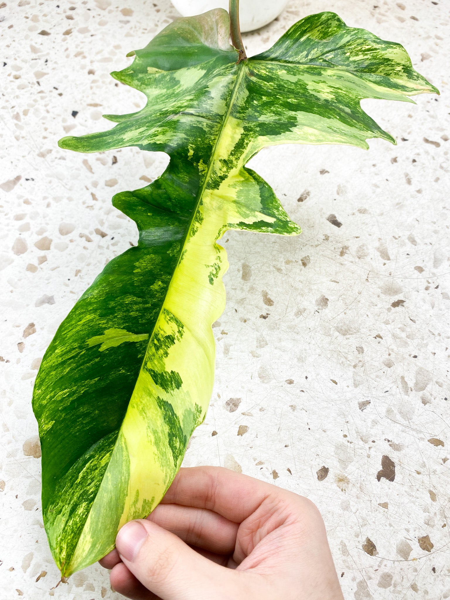 Philodendron Florida Beauty x Mayoi 1 big leaf with sprouting bud include 2nd express shipping for Betty Lopes