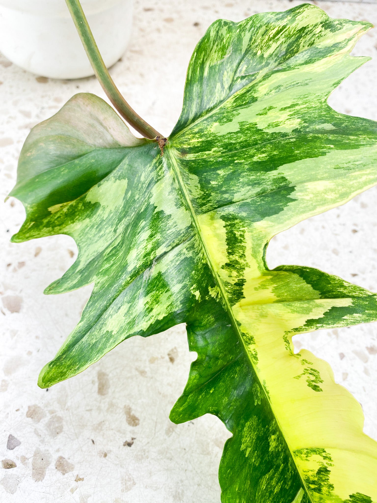 Philodendron Florida Beauty x Mayoi 1 big leaf with sprouting bud include 2nd express shipping for Betty Lopes