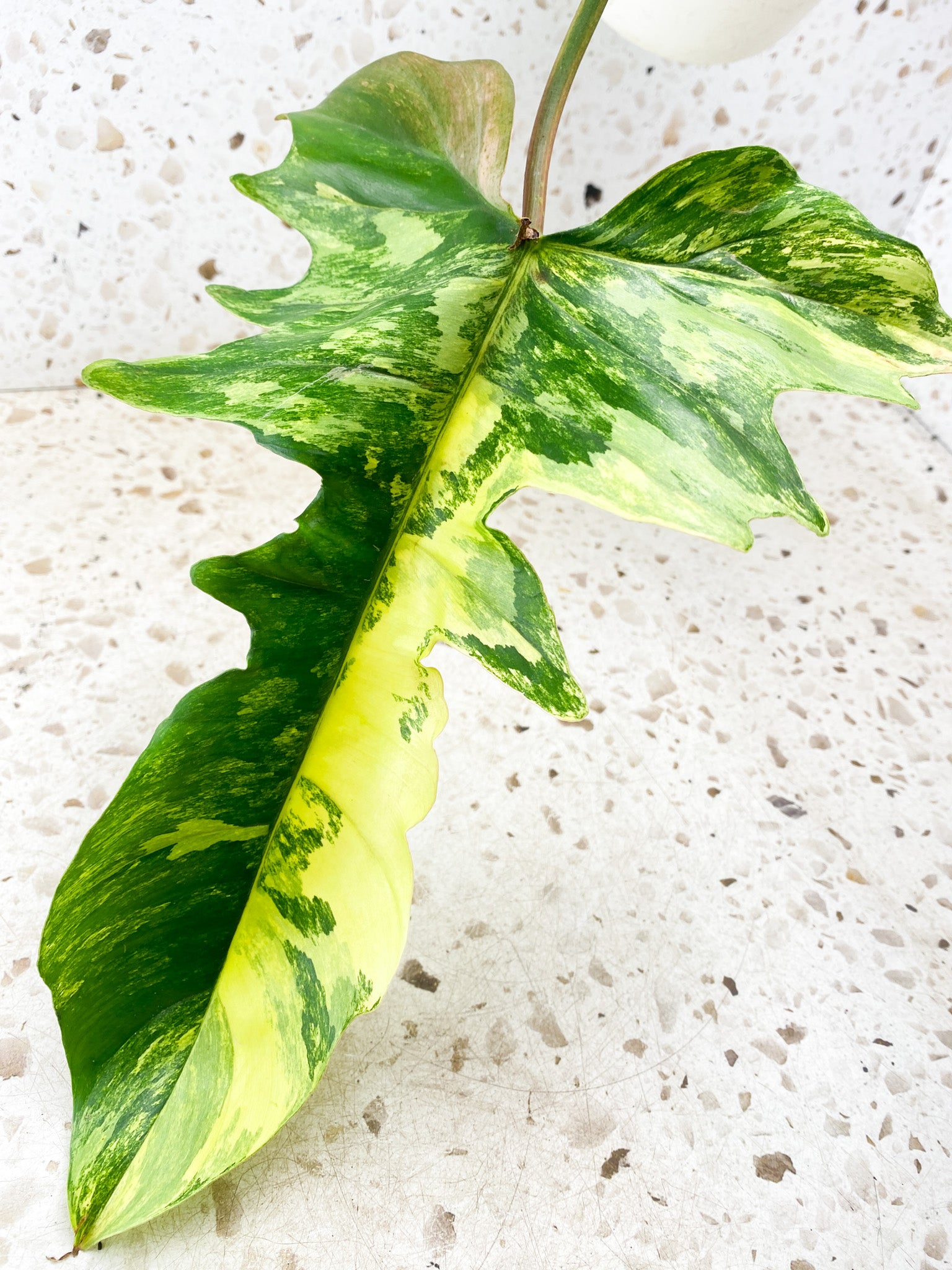 Philodendron Florida Beauty x Mayoi 1 big leaf with sprouting bud include 2nd express shipping for Betty Lopes