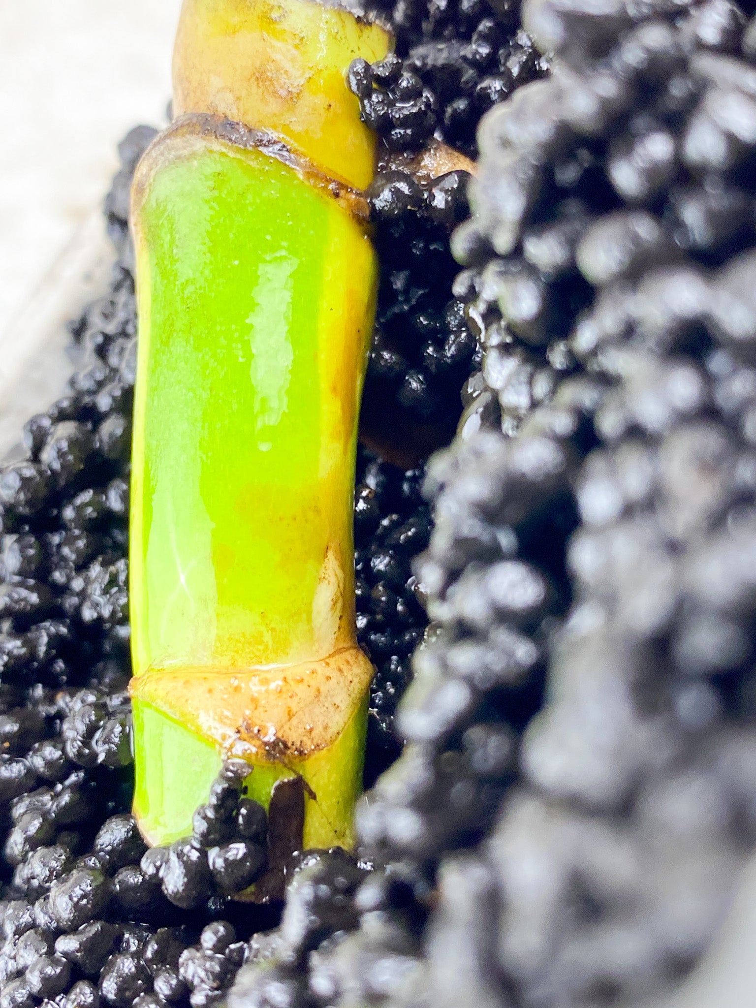 Monstera Aurea Tricolor double node (rooting)