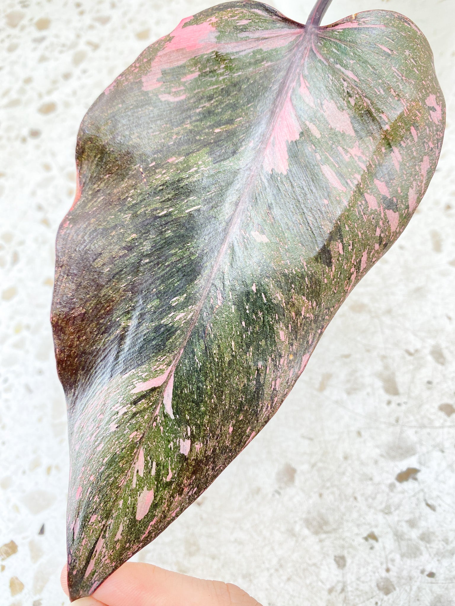 Philodendron Pink Princess Marble Galaxy 3 leaf top cutting (rooting)
